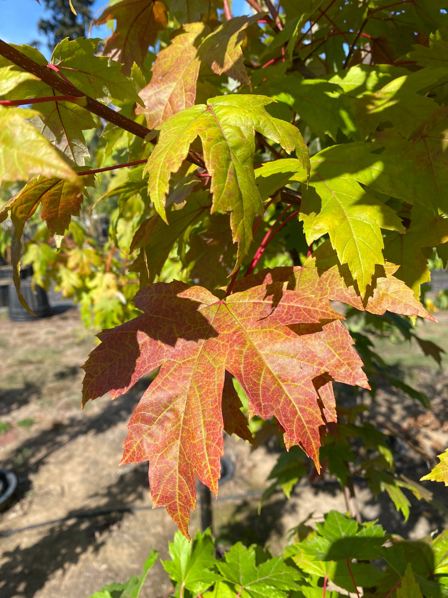 Armstrong Red Maple