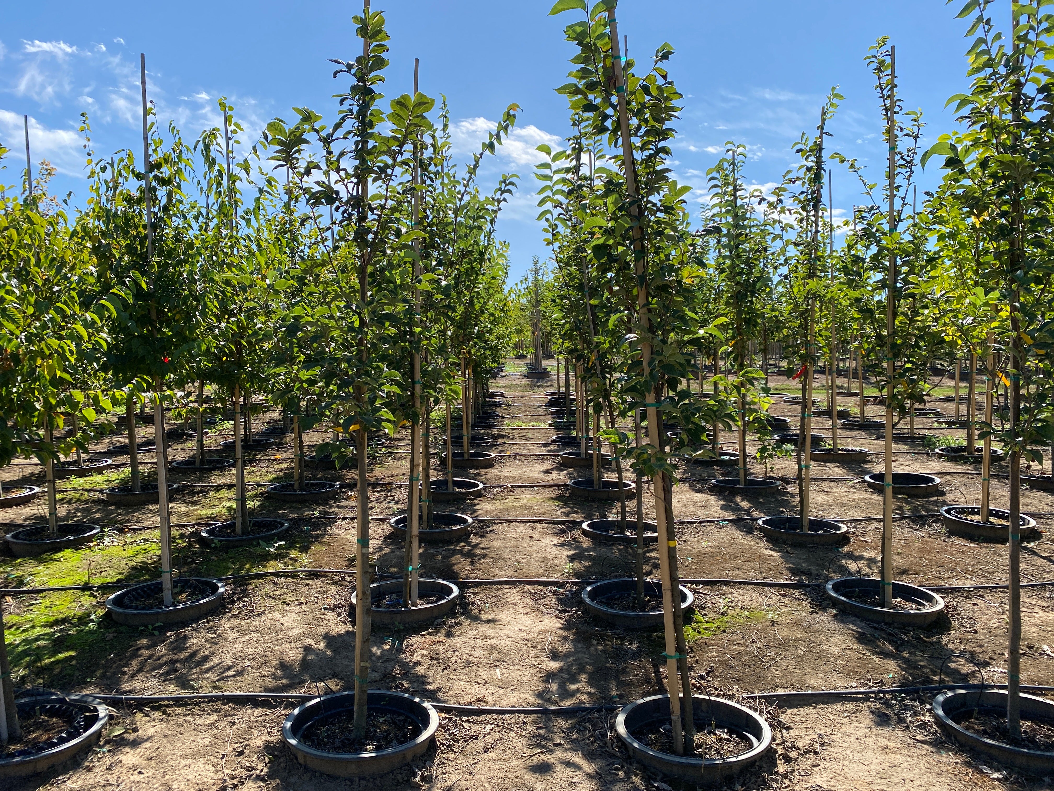 Emerald Sunshine® Elm - Ulmus propinqua 'JFS-Bieberich