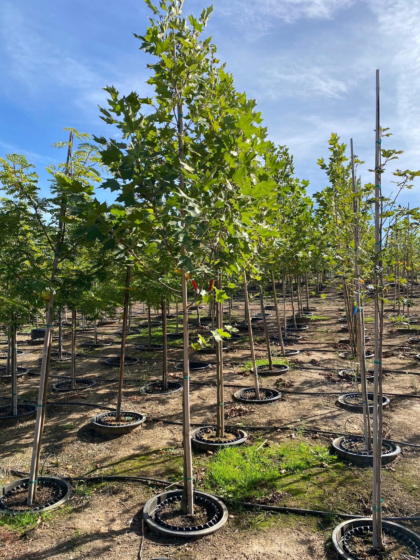 Exclamation!™ London Planetree