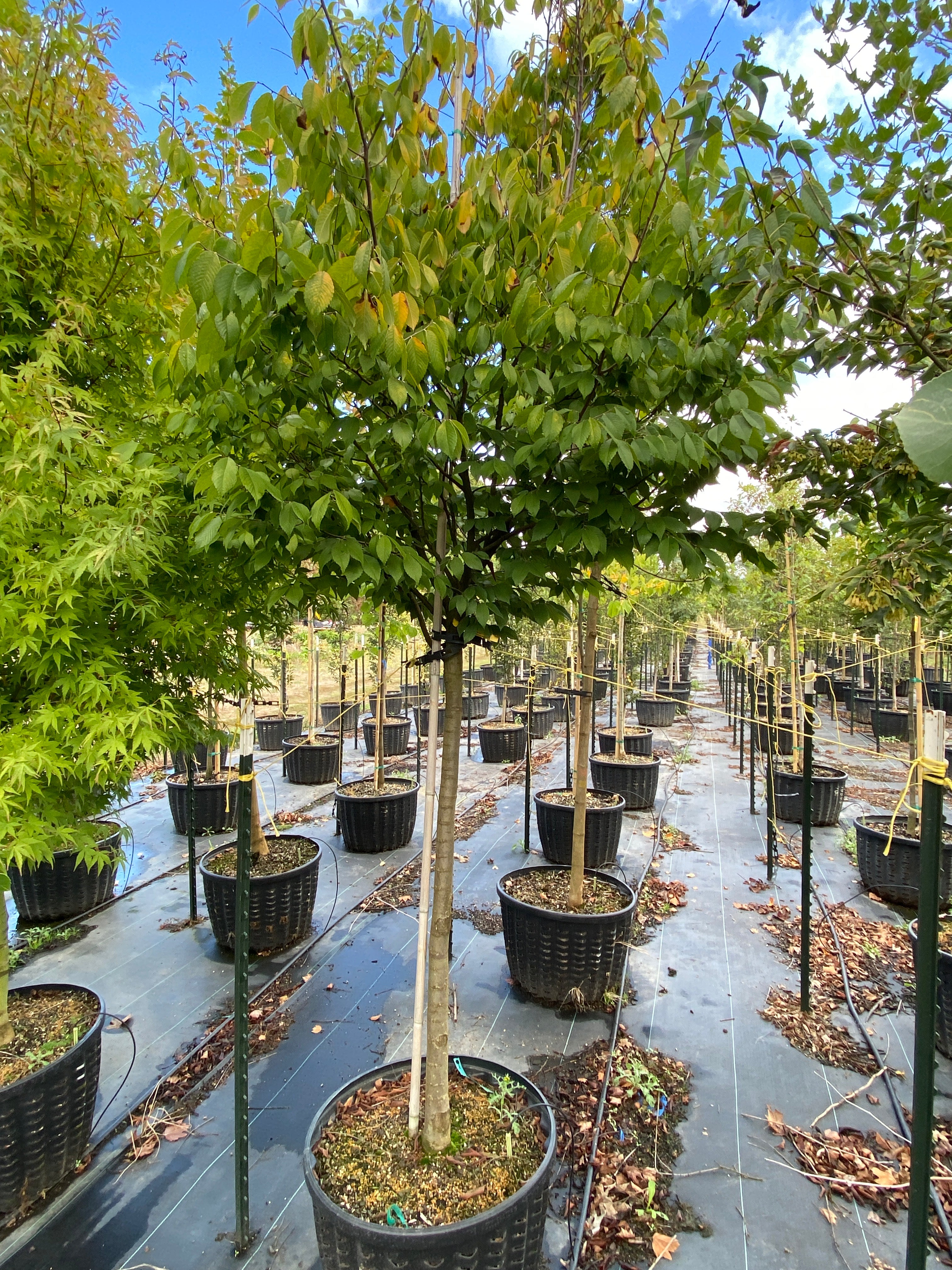 ◆sala tree◆ City Sprite® Zelkova - Zelkova serrata 'JFS-KW1' – SuperTrees Nursery