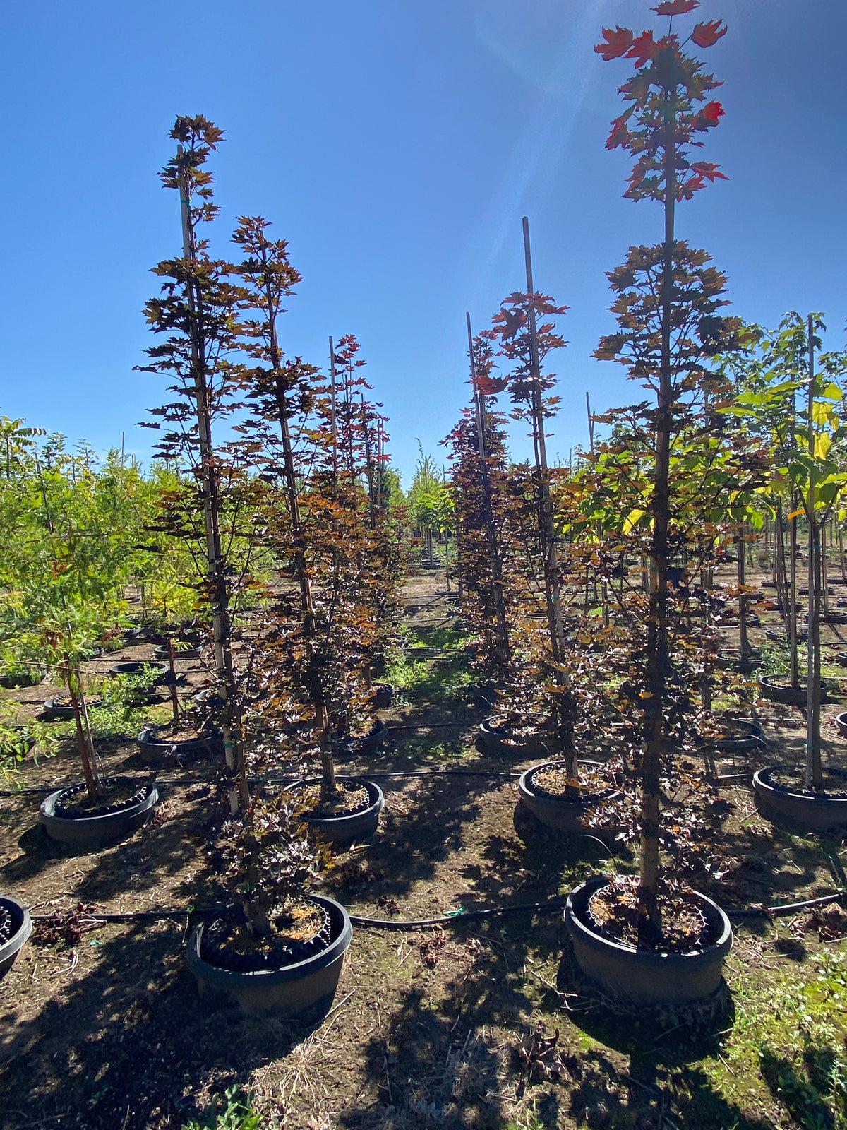 Crimson Sentry Norway Maple - Acer platanoides 'Crimson Sentry ...