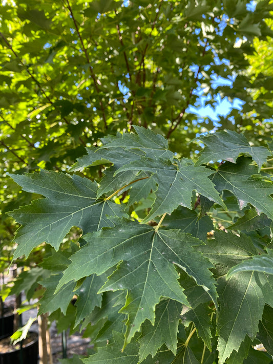 Armstrong Gold Maple