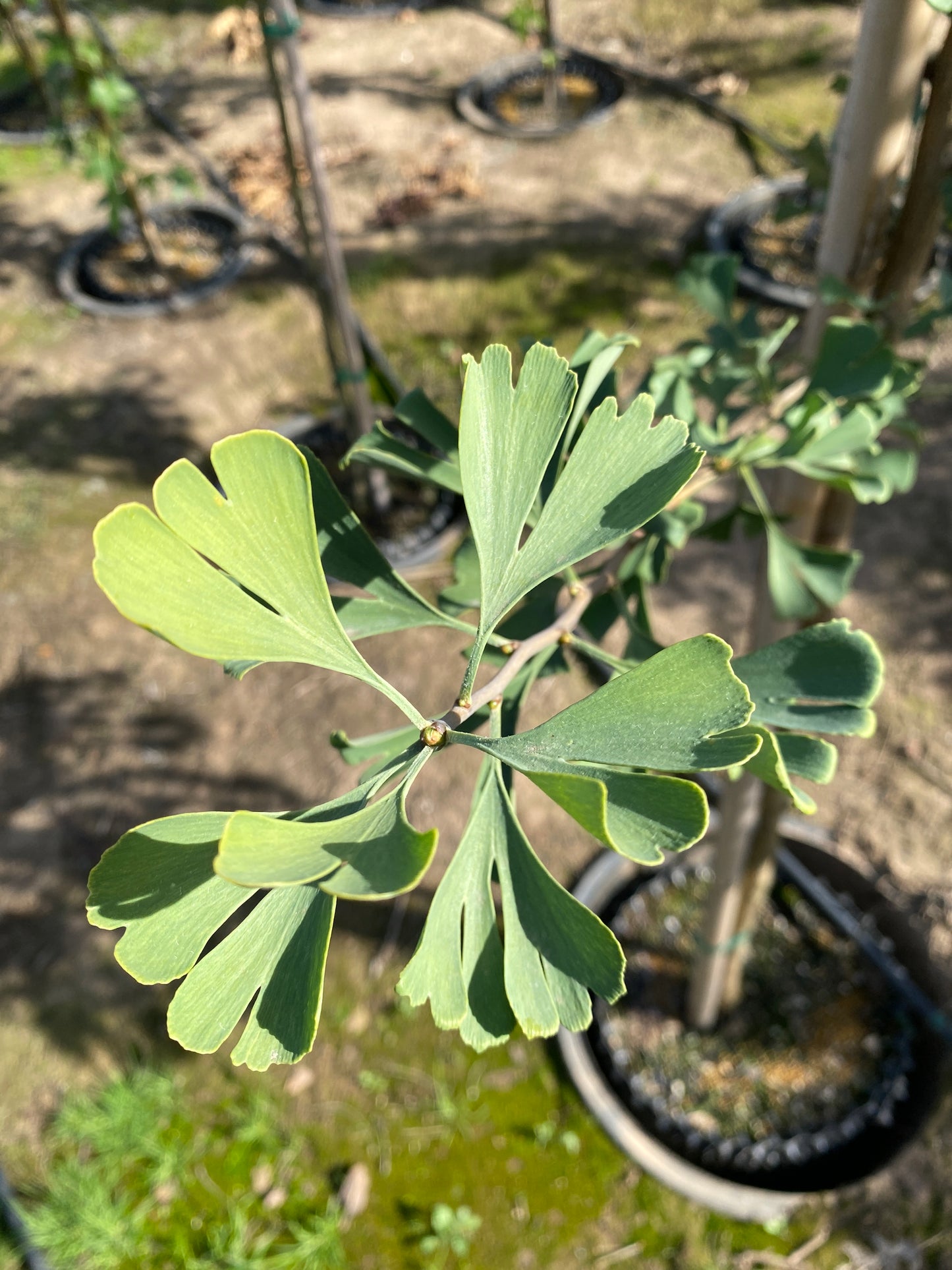 Princeton Sentry® Ginkgo