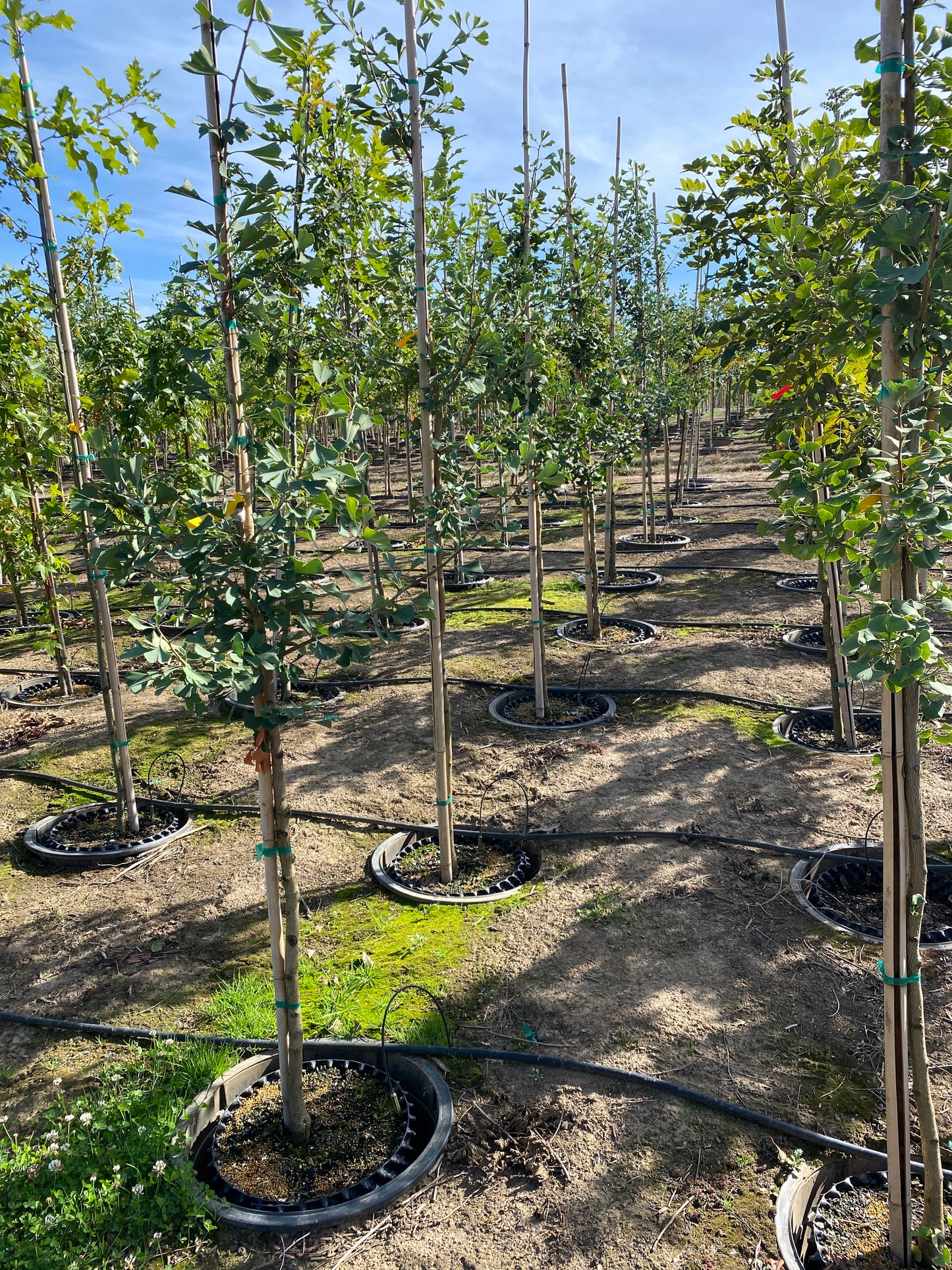 Princeton Sentry® Ginkgo