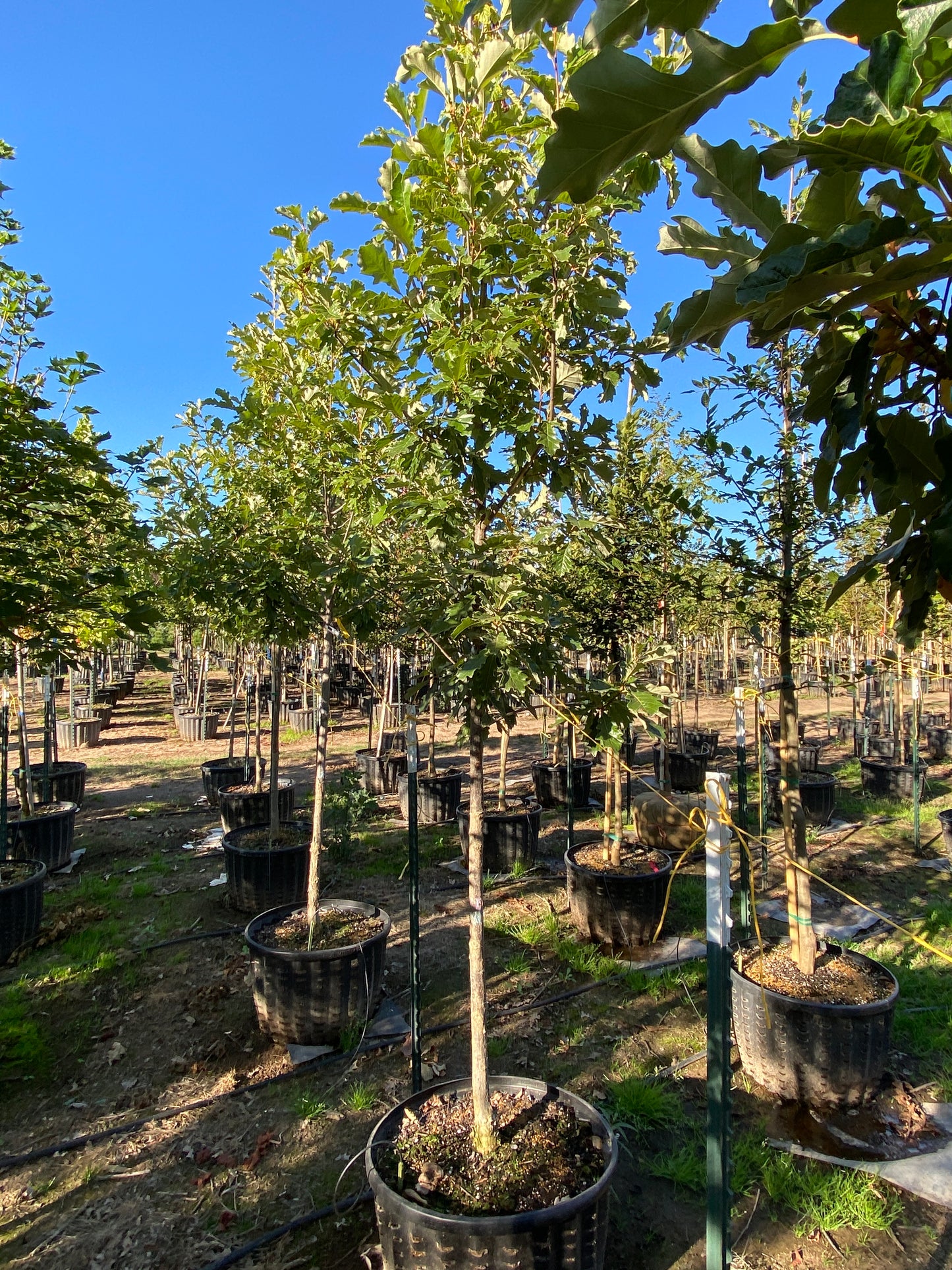 American Dream® Oak