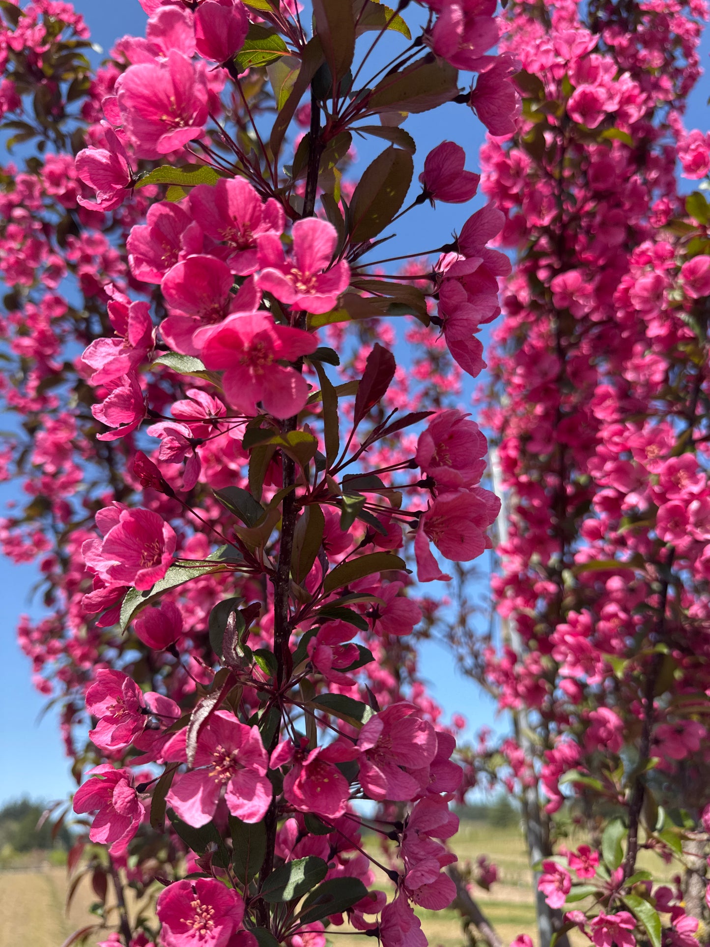 Prairiefire Crabapple Own Root