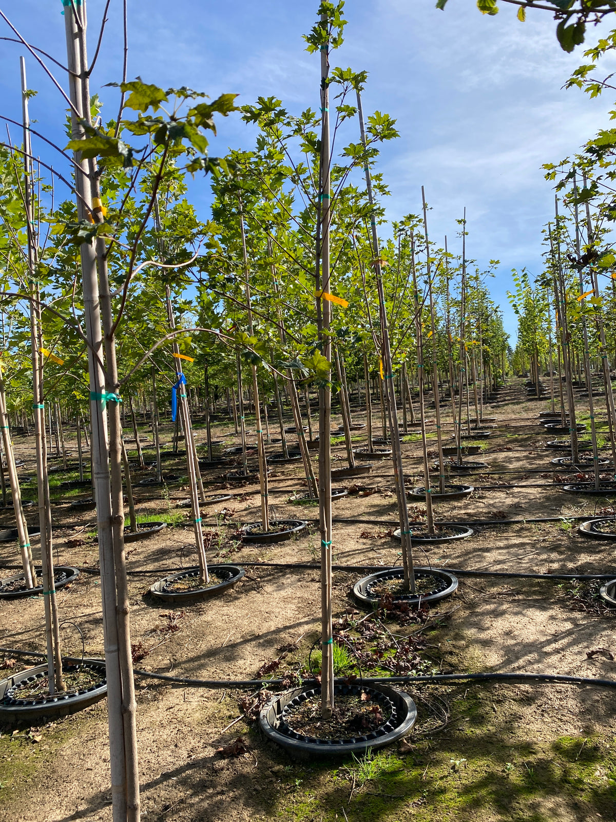 Flashfire Maple Tree Flashfire Sugar Maple – SuperTrees Nursery