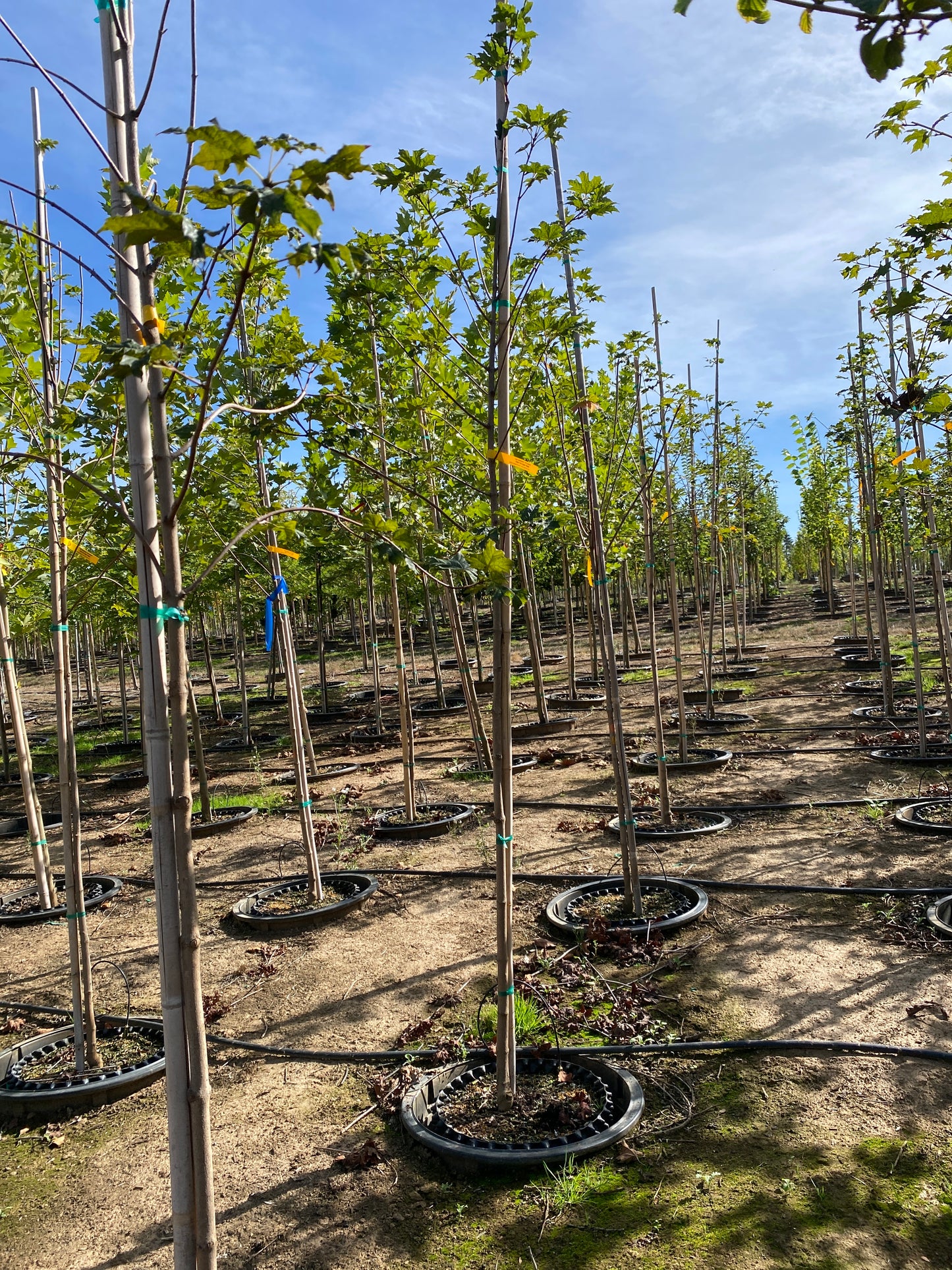 Flashfire Sugar Maple