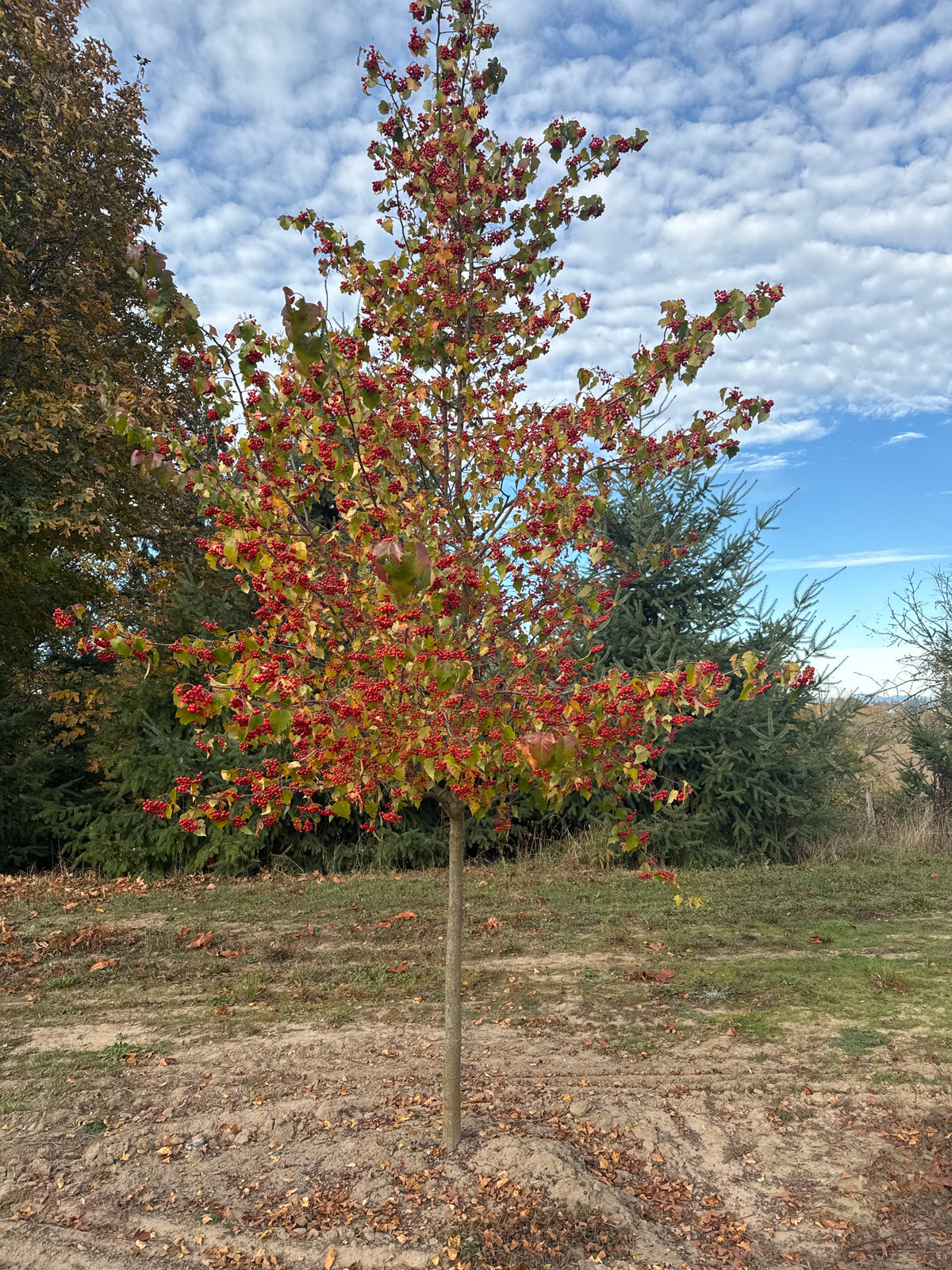 Washington Hawthorn