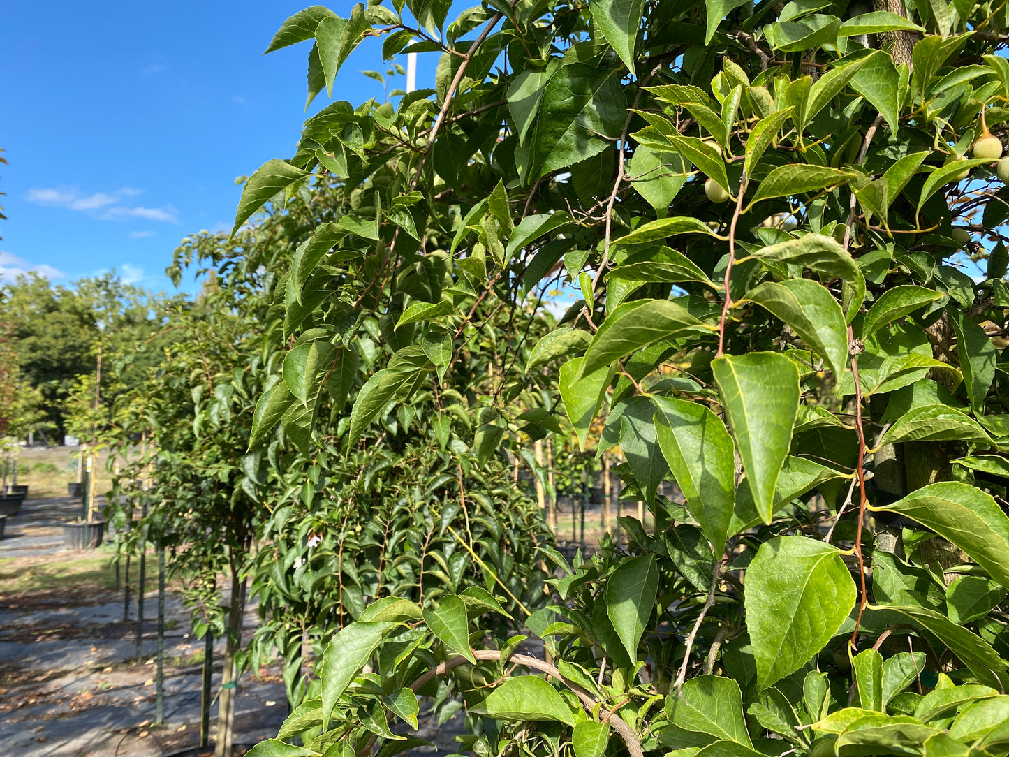 Marley's Pink® Parasol Japanese Snowbell