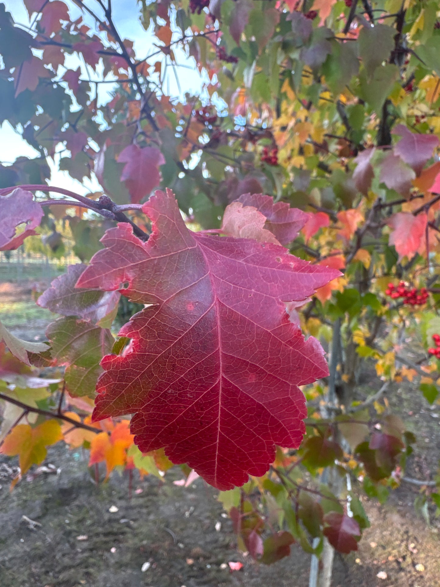 Washington Hawthorn