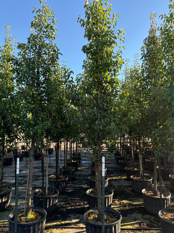 Cleveland Select Flowering Pear - Pyrus calleryana 'Cleveland Select ...