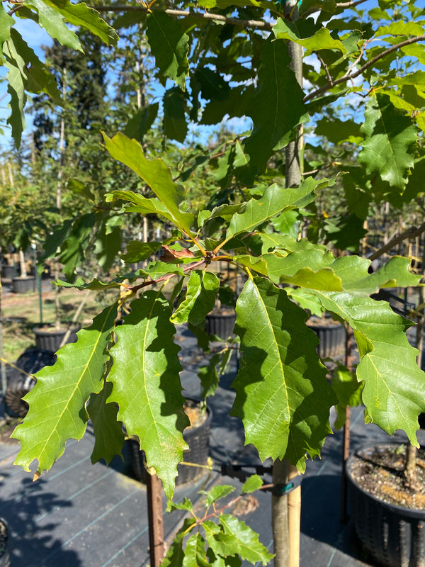 Chinkapin Oak - Quercus muelenbergii – SuperTrees Nursery