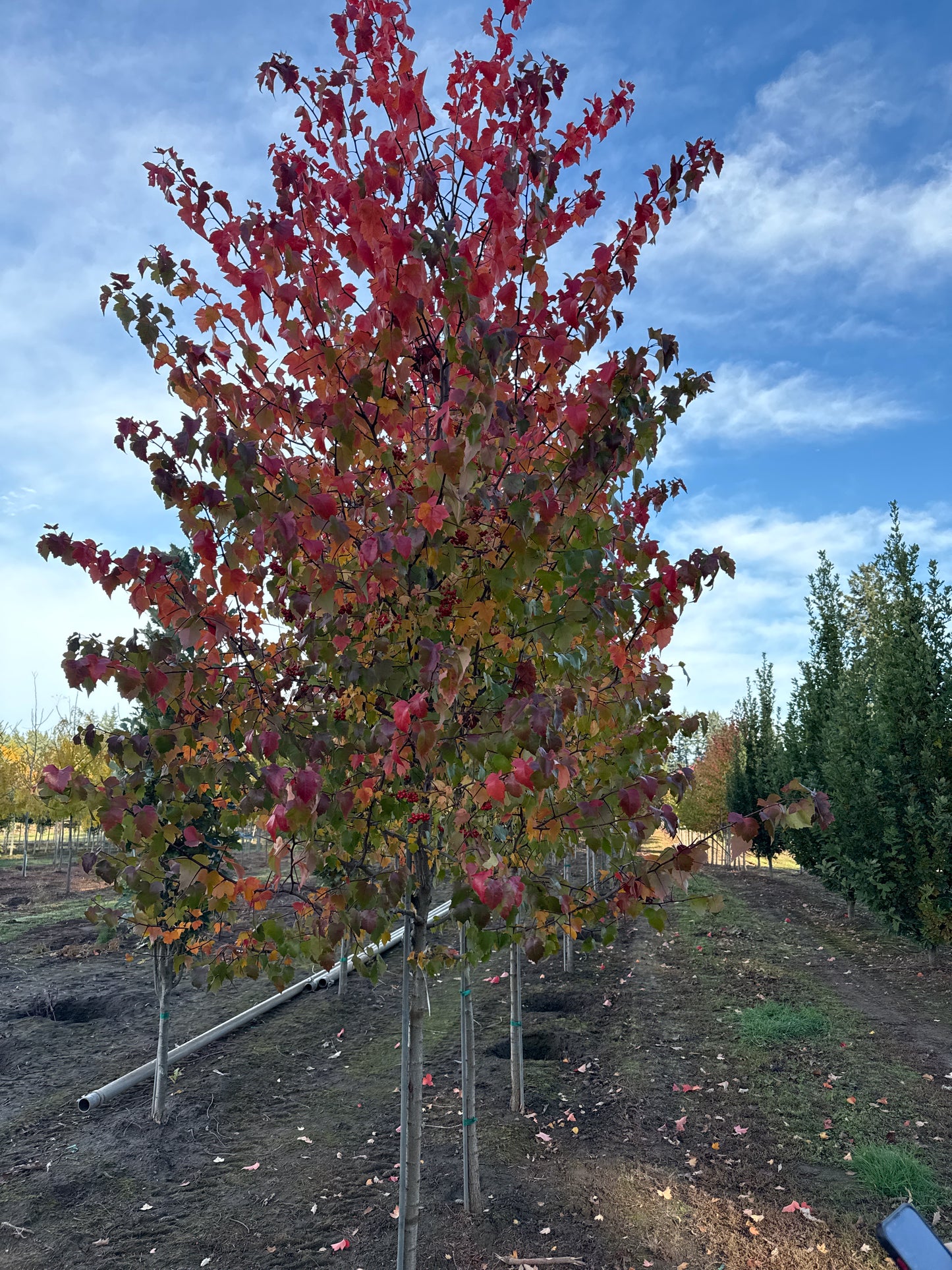 Washington Hawthorn