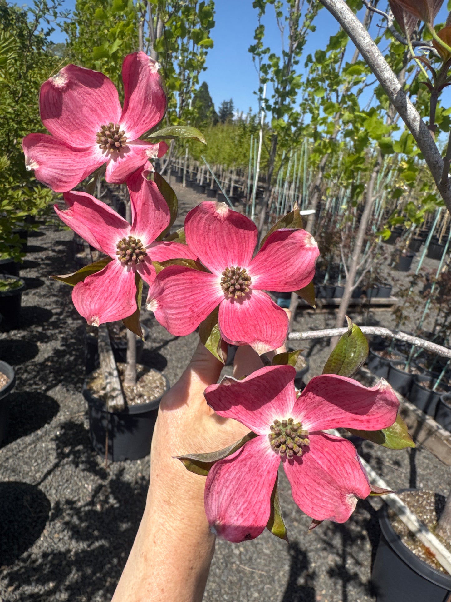 Satomi Kousa Dogwood