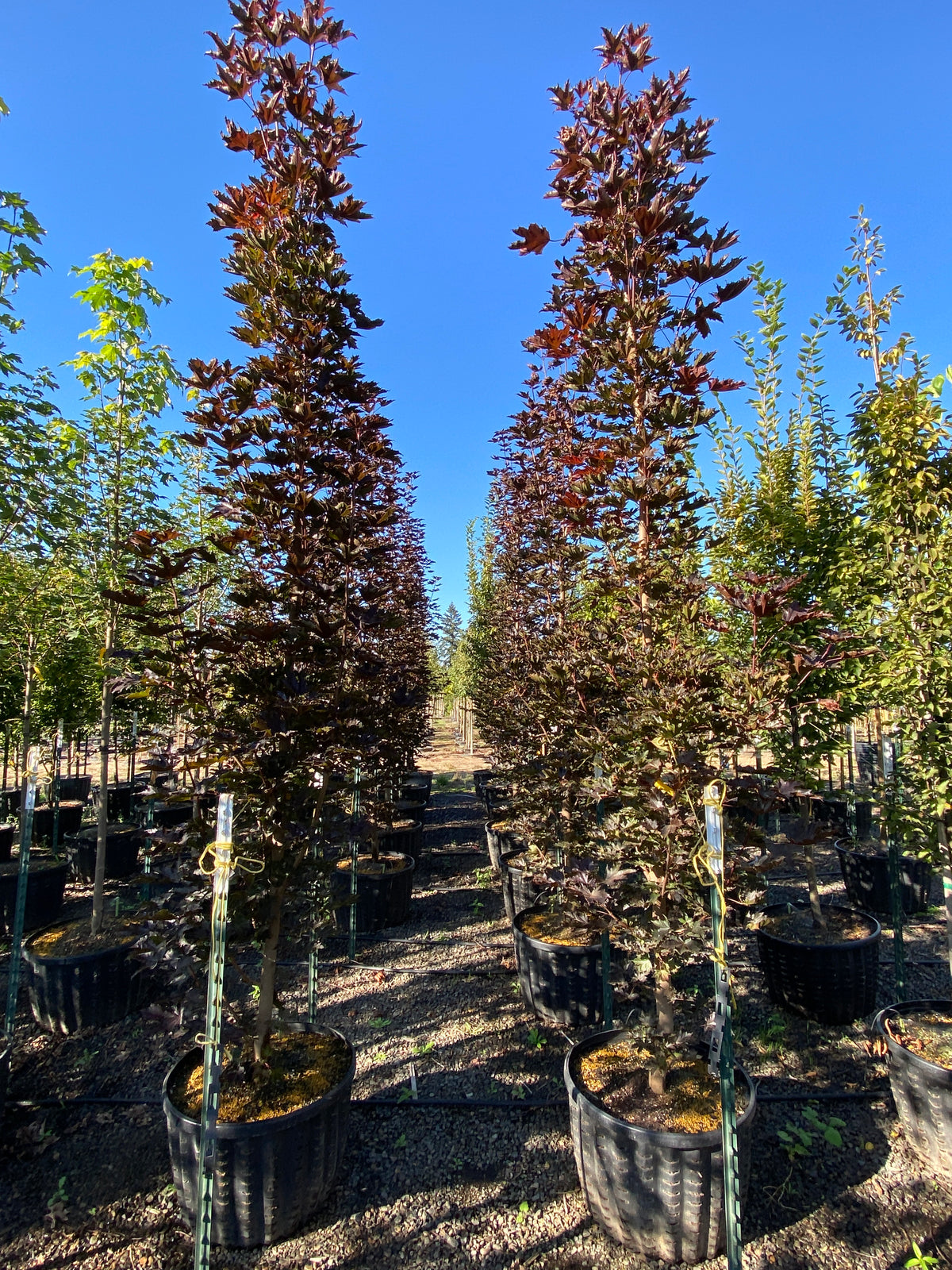 Crimson Sentry Norway Maple - Acer platanoides 'Crimson Sentry ...