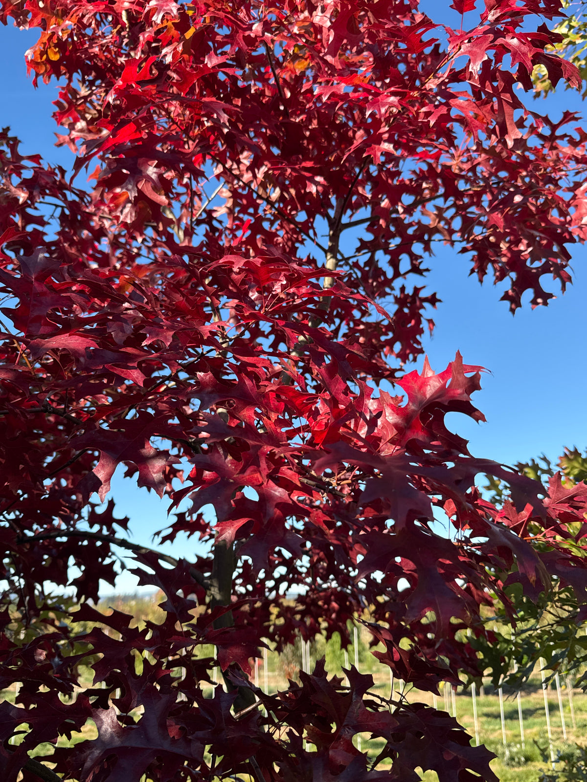 Scarlet Oak