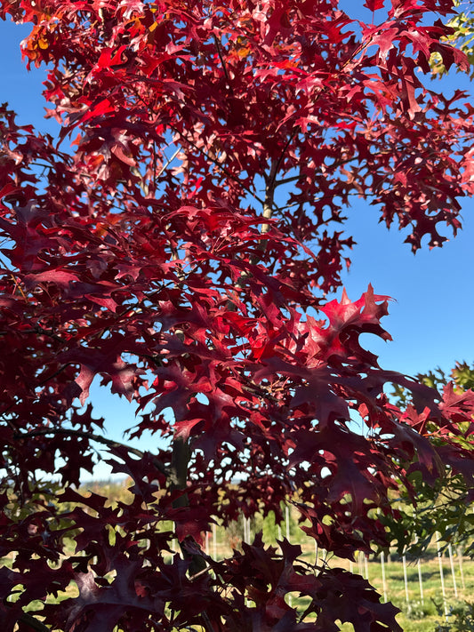 Scarlet Oak