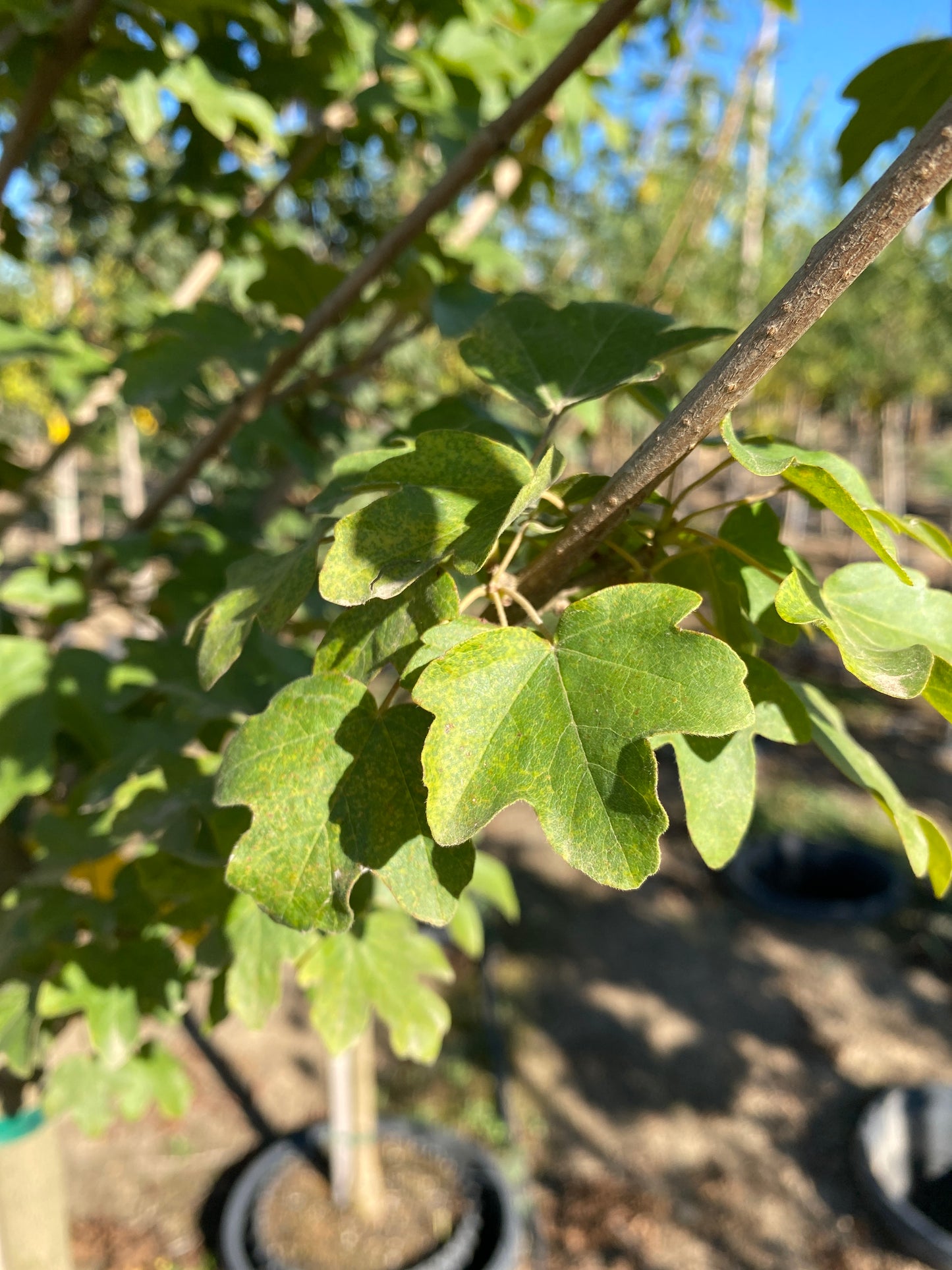Queen Elizabeth™ Hedge Maple