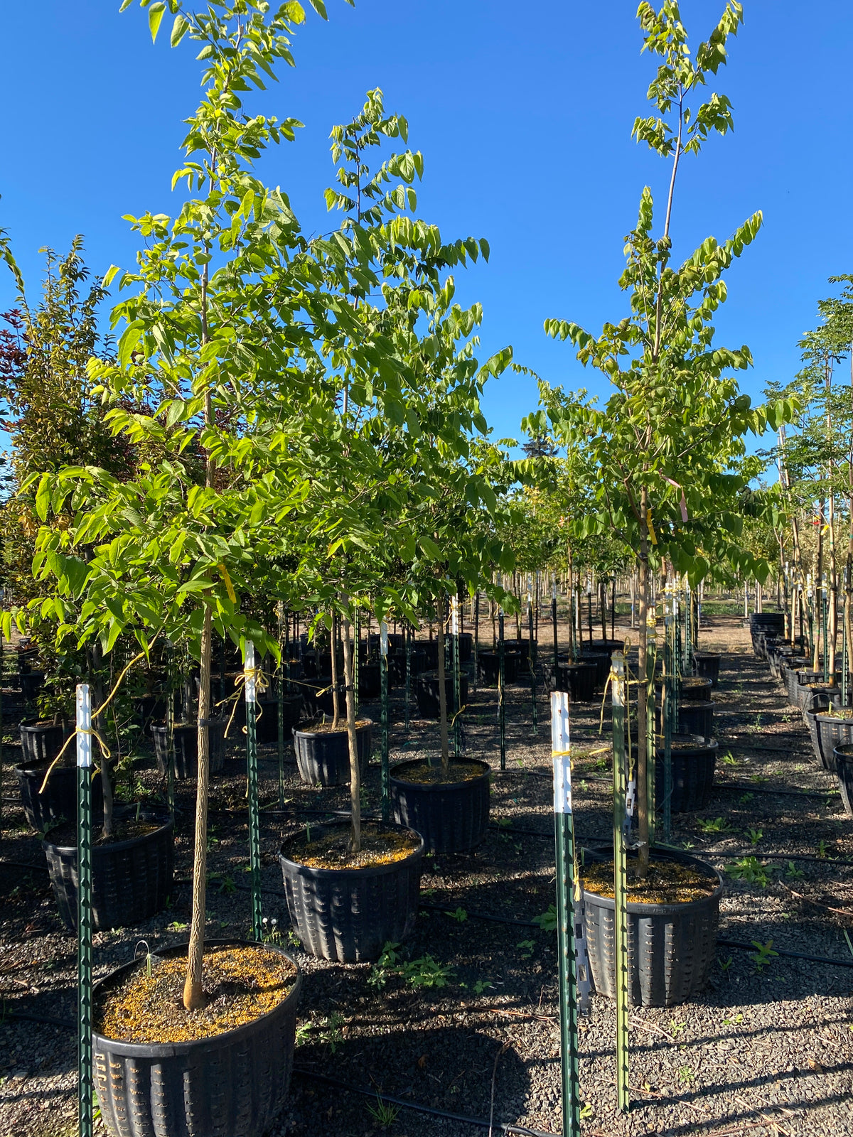 Hackberry Oregon Hackberry - Celtis occidentalis – SuperTrees Nursery