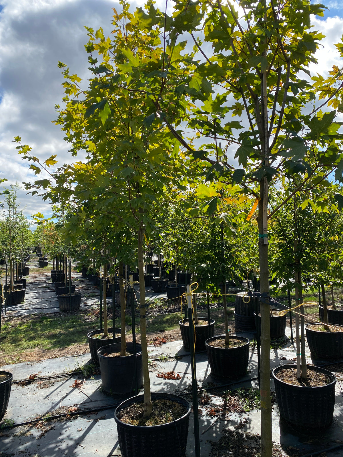 Flashfire Maple Tree Flashfire Sugar Maple – SuperTrees Nursery