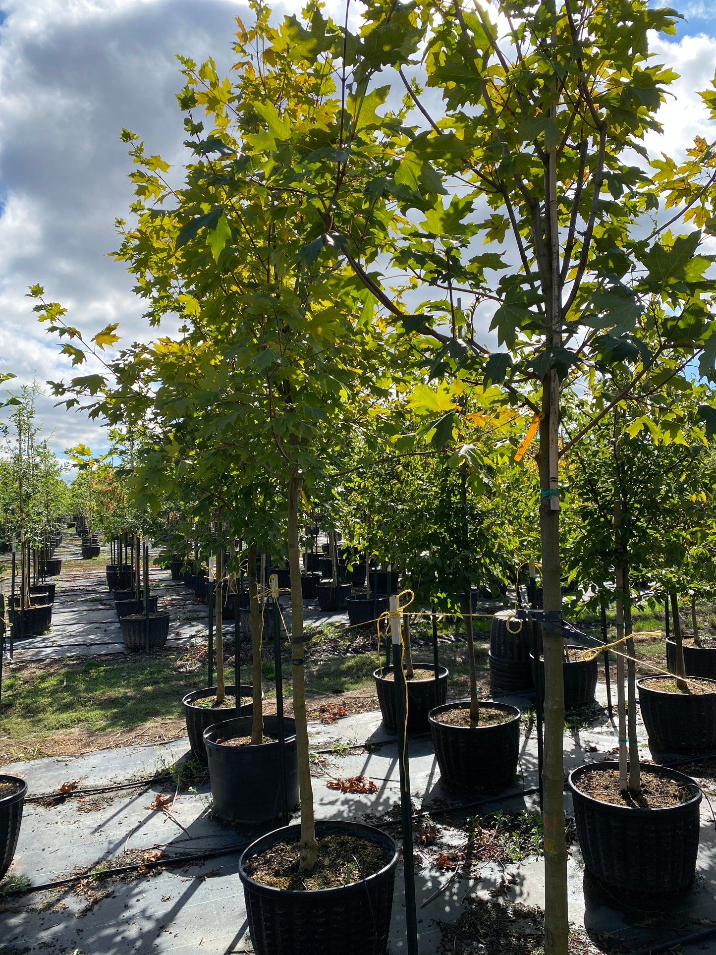 Flashfire Sugar Maple
