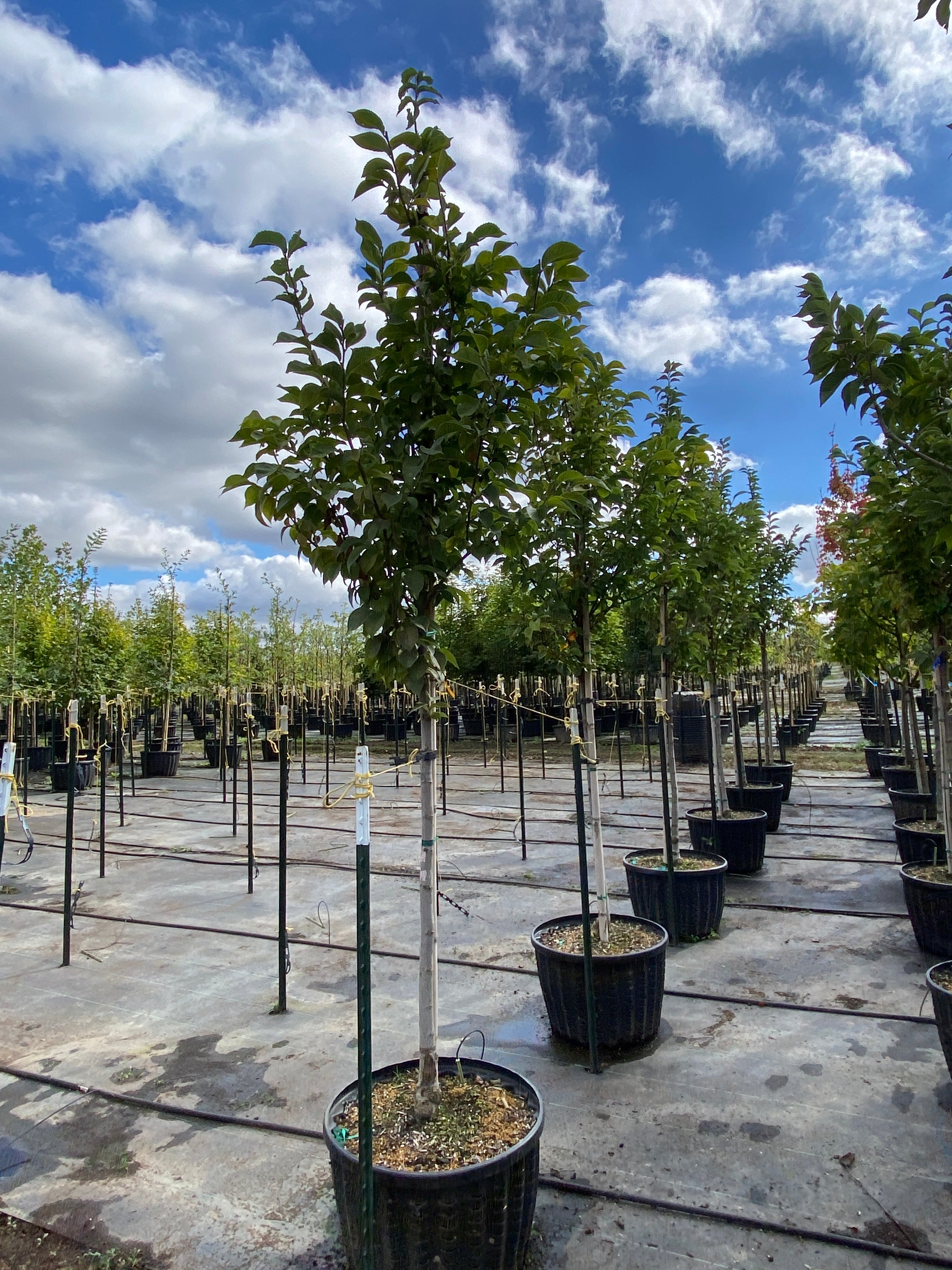 Emerald Sunshine® Elm - Ulmus propinqua 'JFS-Bieberich