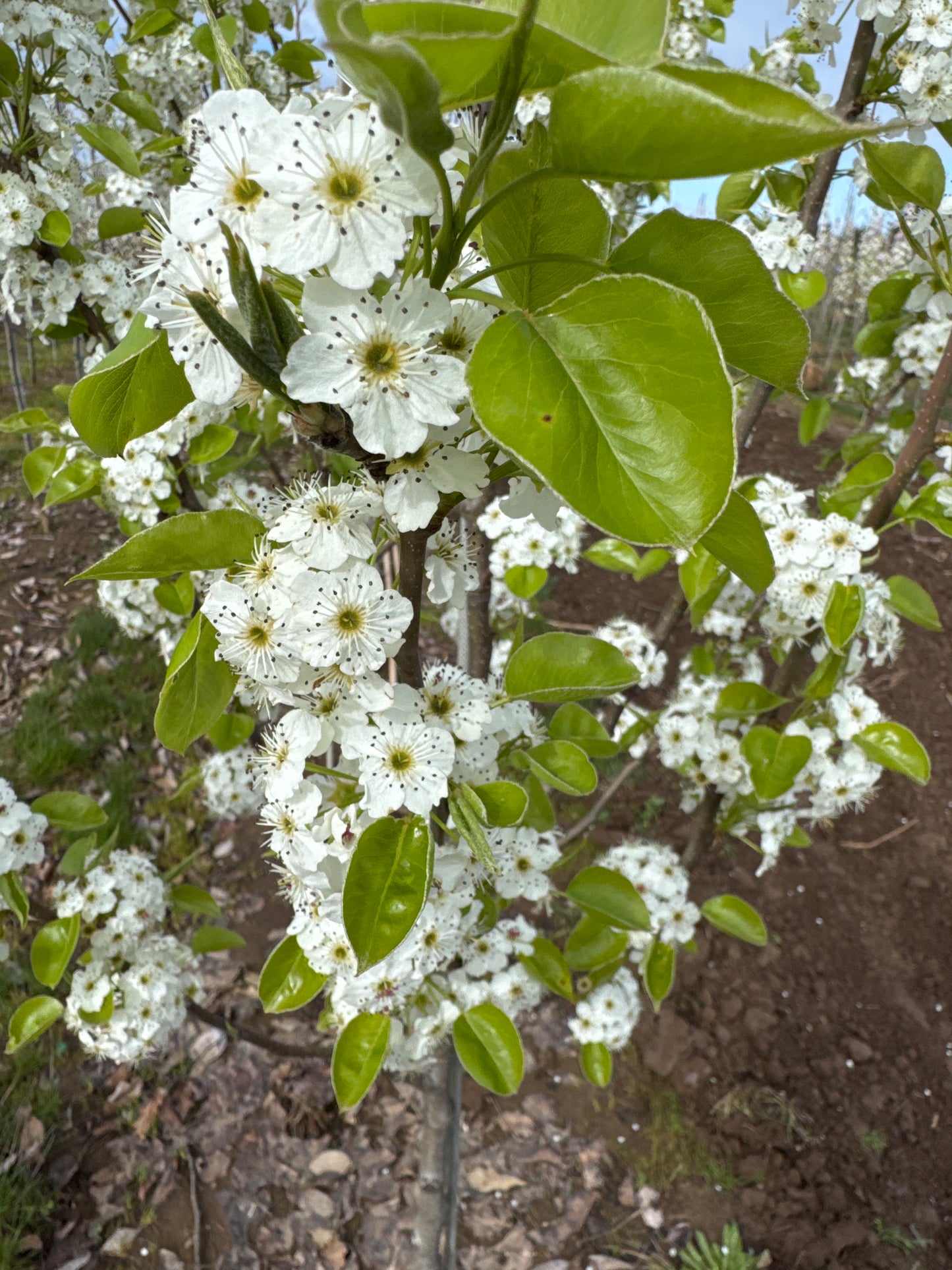Chanticleer® Flowering Pear