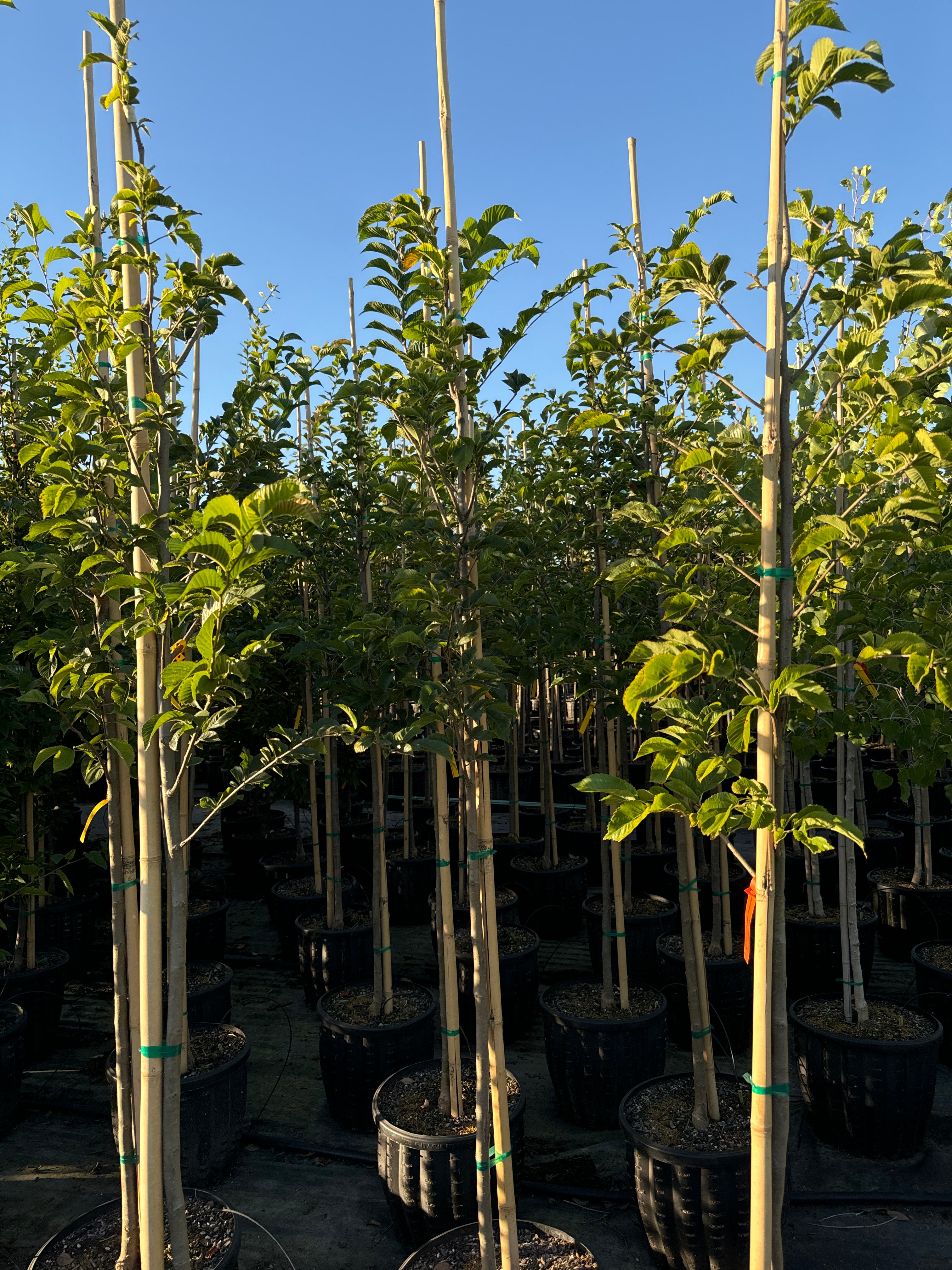 Prospector Elm – SuperTrees Nursery
