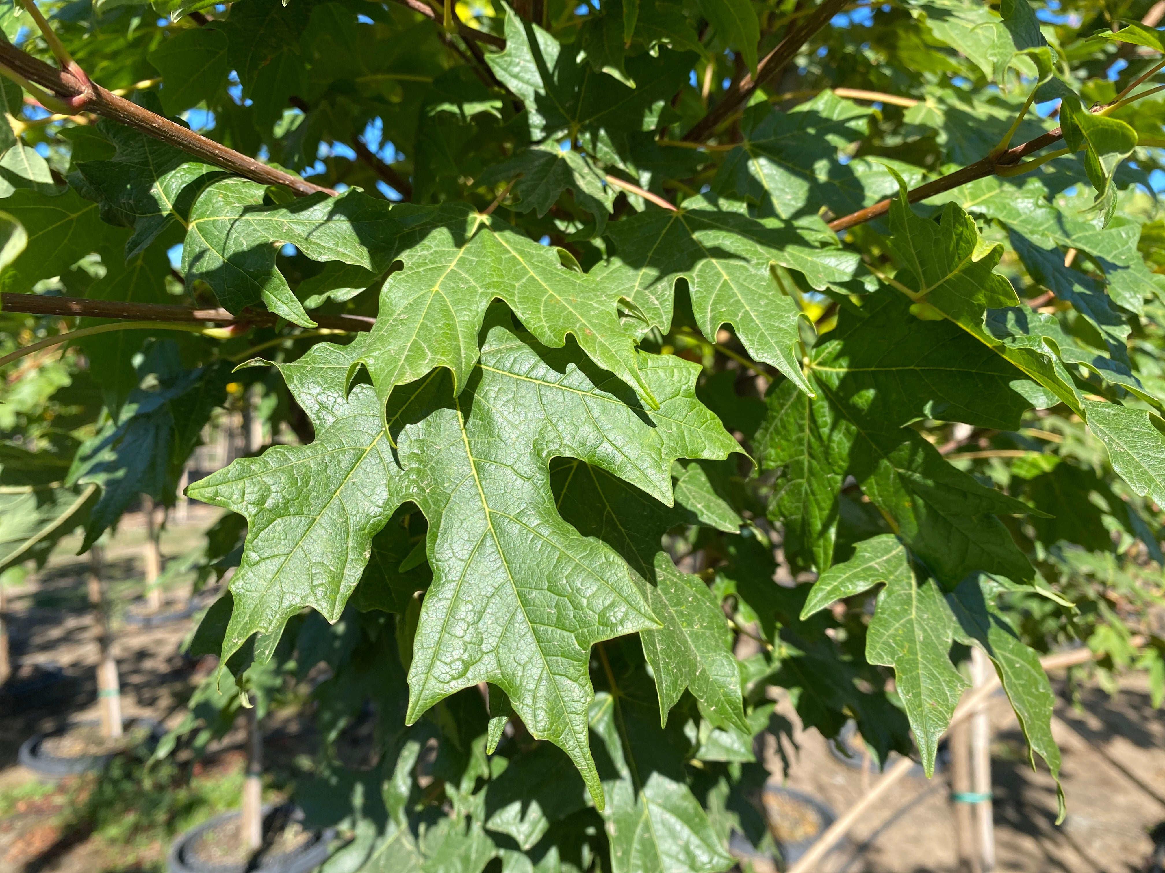 Powder Keg® Maple – SuperTrees Nursery