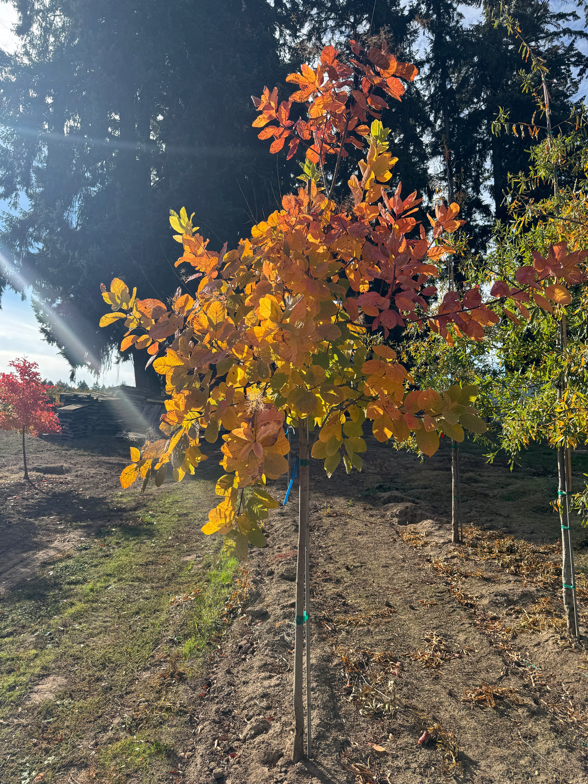An autumn tree with vibrant orange, yellow, and red leaves, photographed outdoors next to a dirt path and other trees.