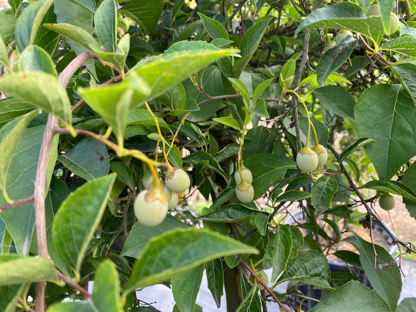 Marley's Pink® Parasol Japanese Snowbell