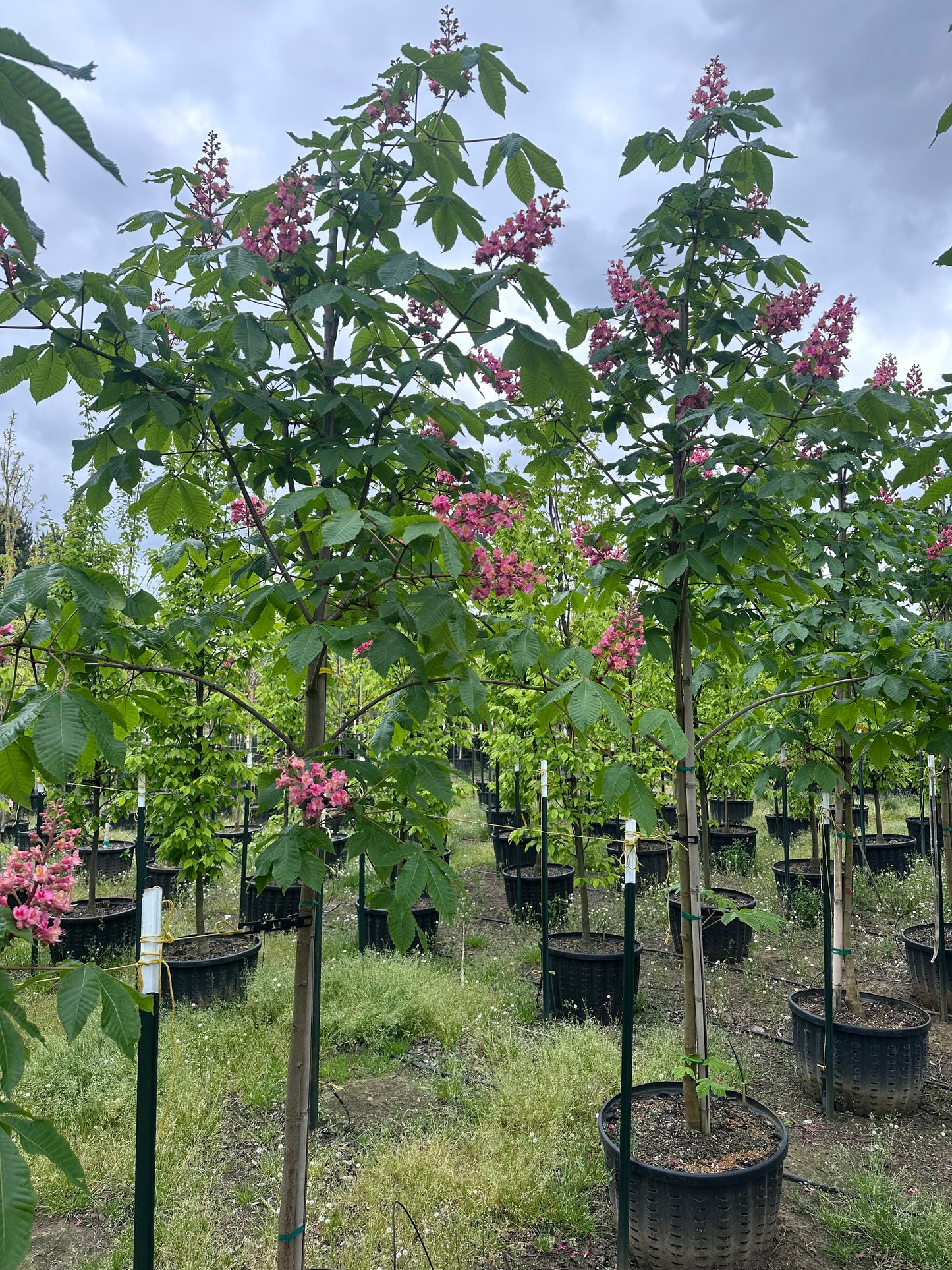Briotii Red Horsechestnut