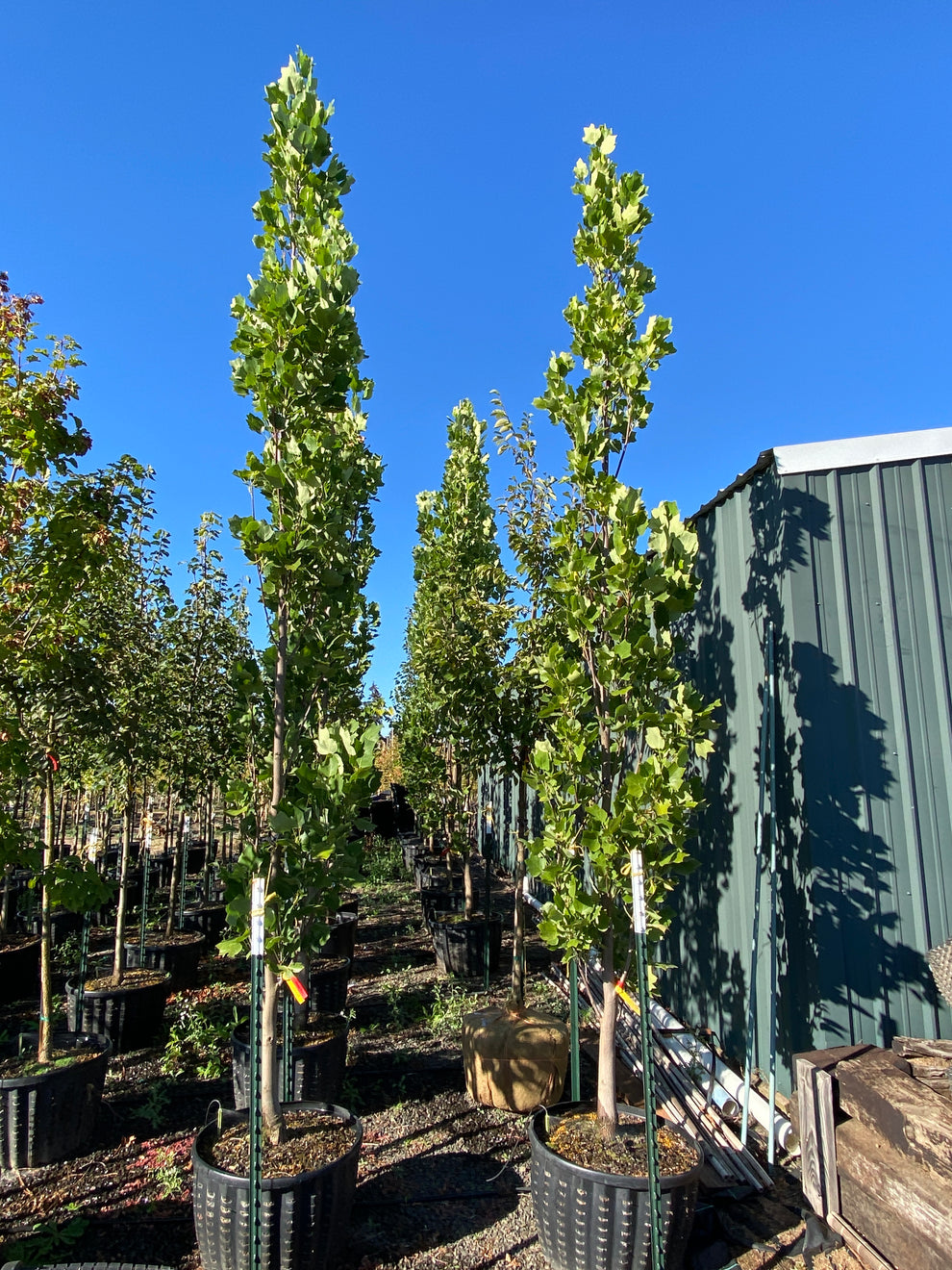 Arnold Columnar Tulip Tree - Liriodendron tulipifera 'Arnold ...