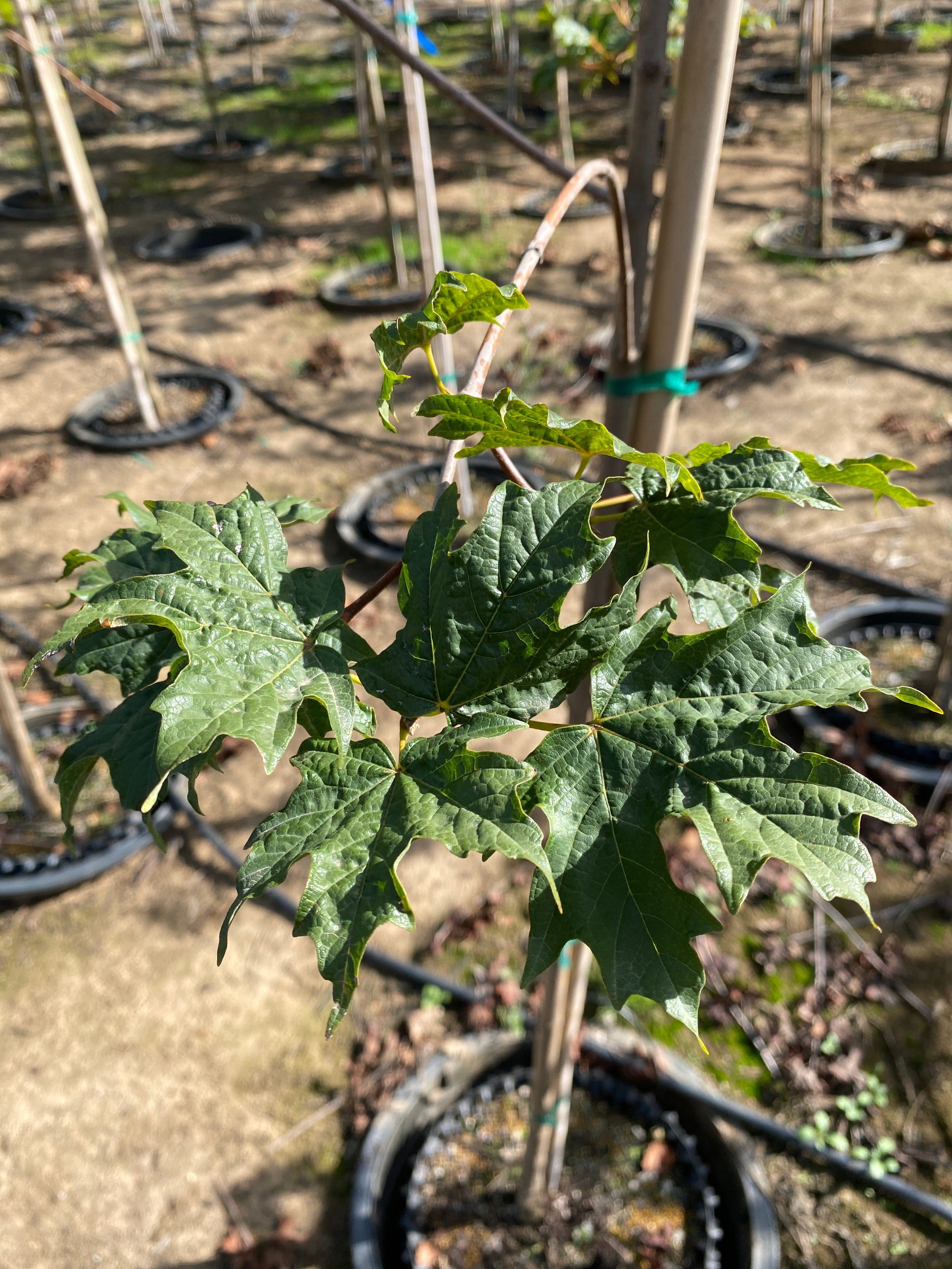 Flashfire Sugar Maple – SuperTrees Nursery