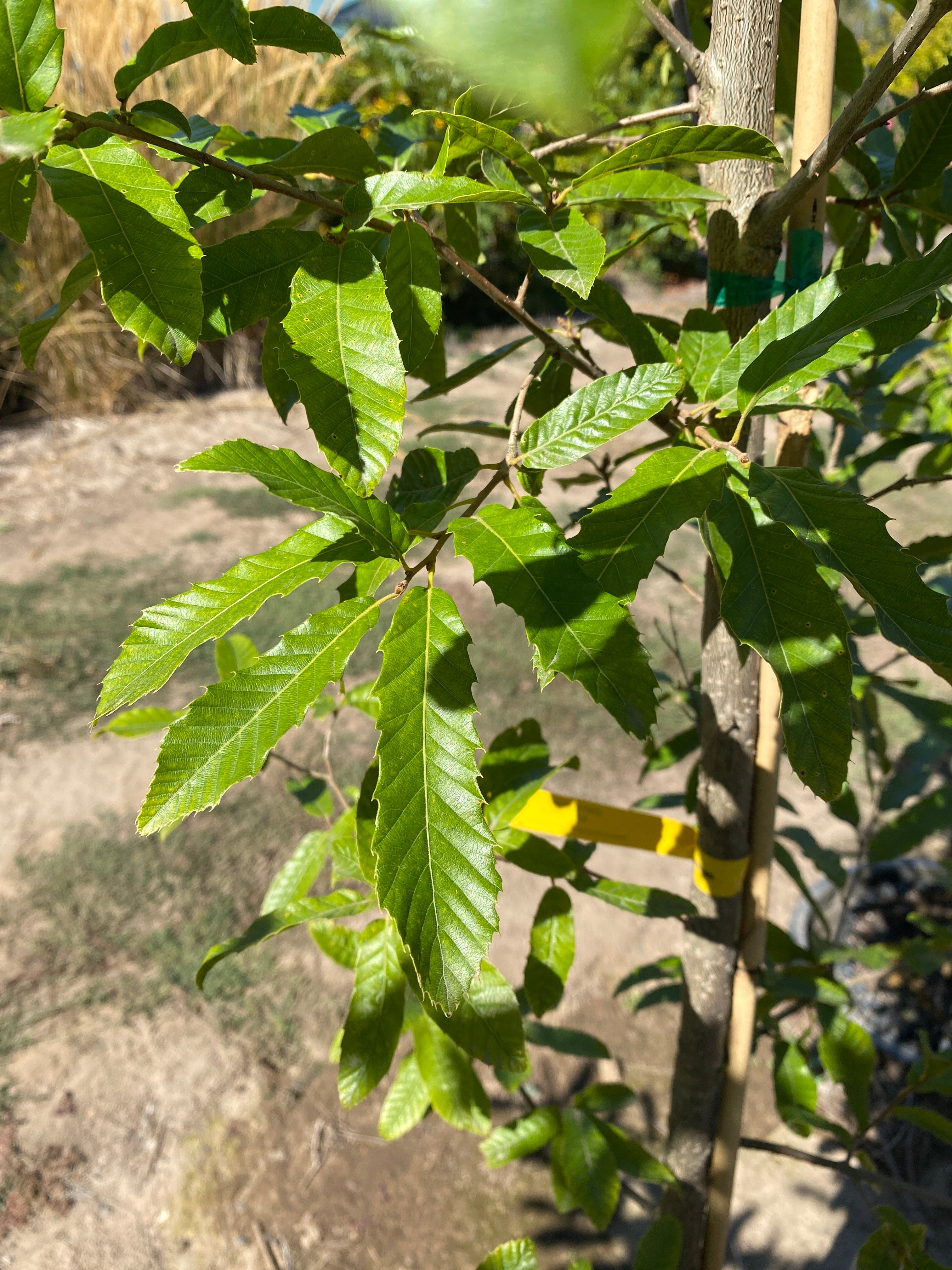 Sawtooth Oak – SuperTrees Nursery