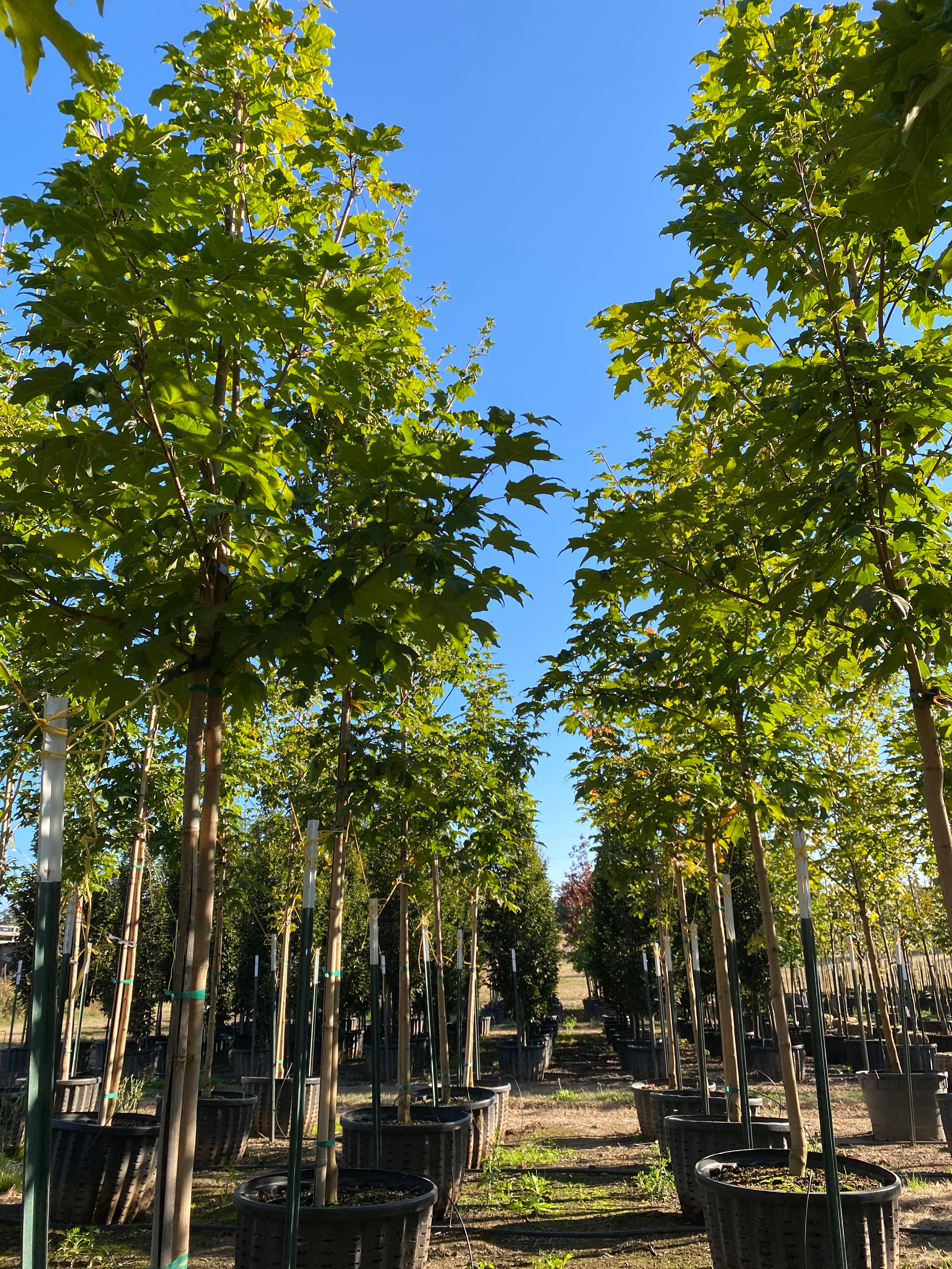 State St Maple Maple Trees – SuperTrees Nursery