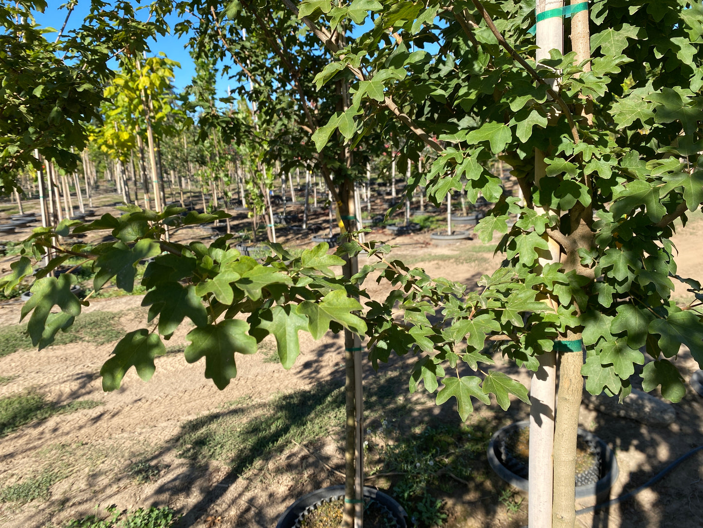 Queen Elizabeth™ Hedge Maple