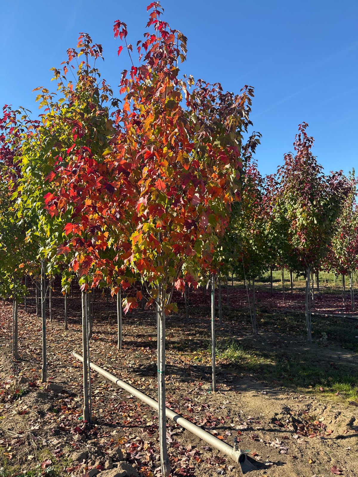 Acer rubrum 'Bowhall' (Bowhall Red Maple) - #15; 1-1.25" cal