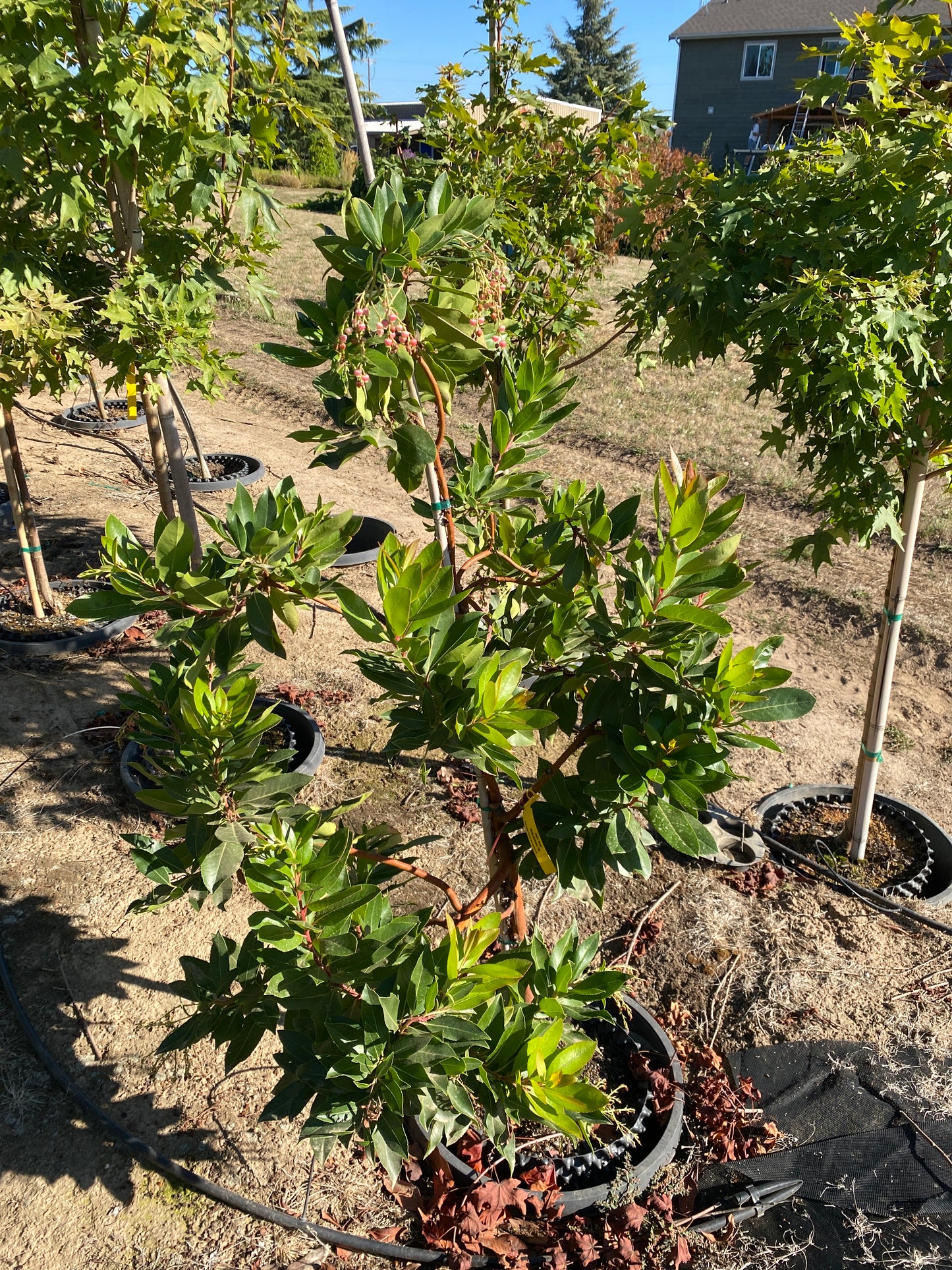 Marina Strawberry Tree