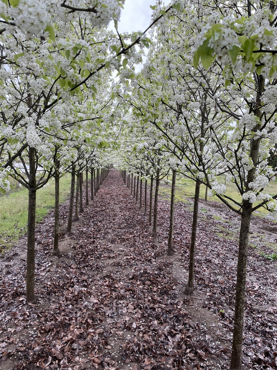 Chanticleer® Flowering Pear