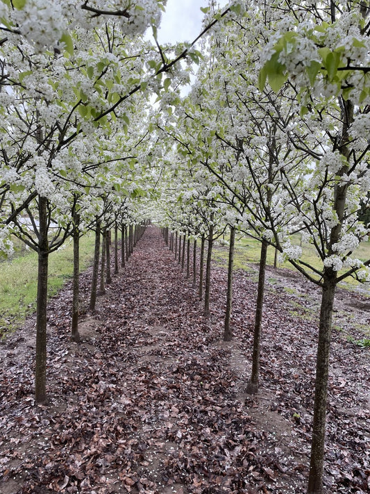 Chanticleer® Flowering Pear
