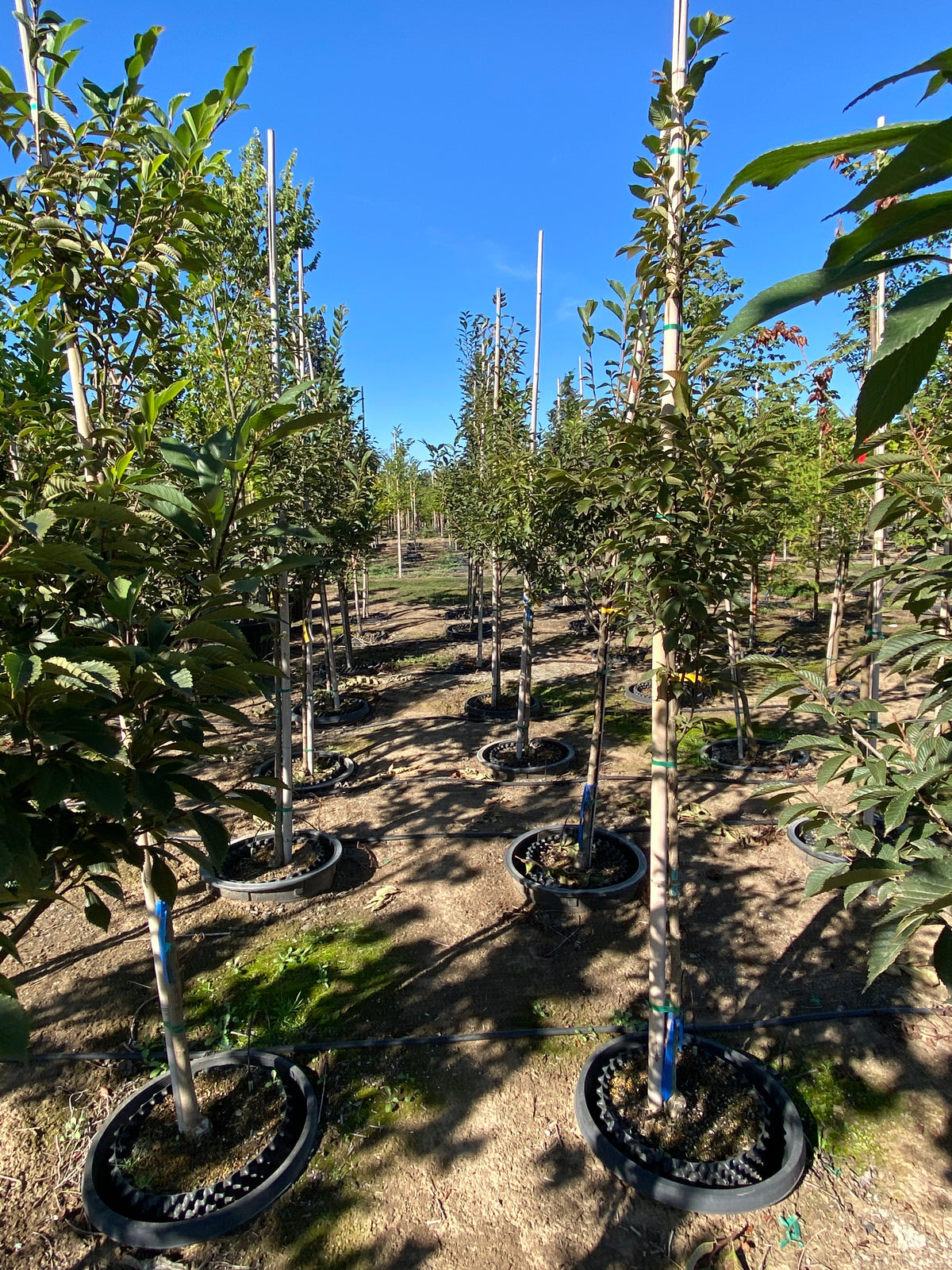 Elixir Tree Summer Elixir™ Elm - Ulmus chenmoui 'JAB Morton' – SuperTrees Nursery