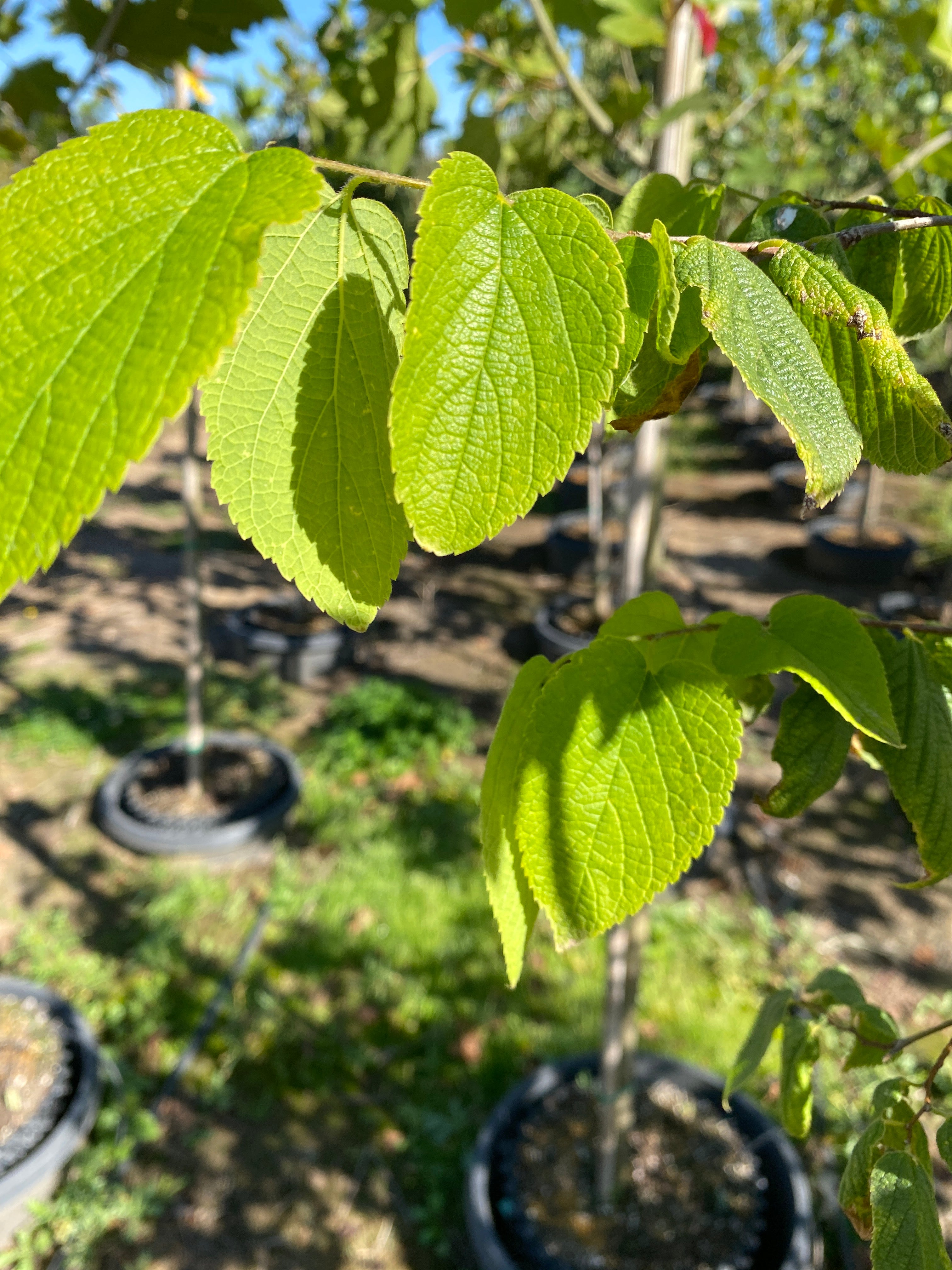 Hackberry Tree Native Range Hackberry - Celtis occidentalis – SuperTrees Nursery