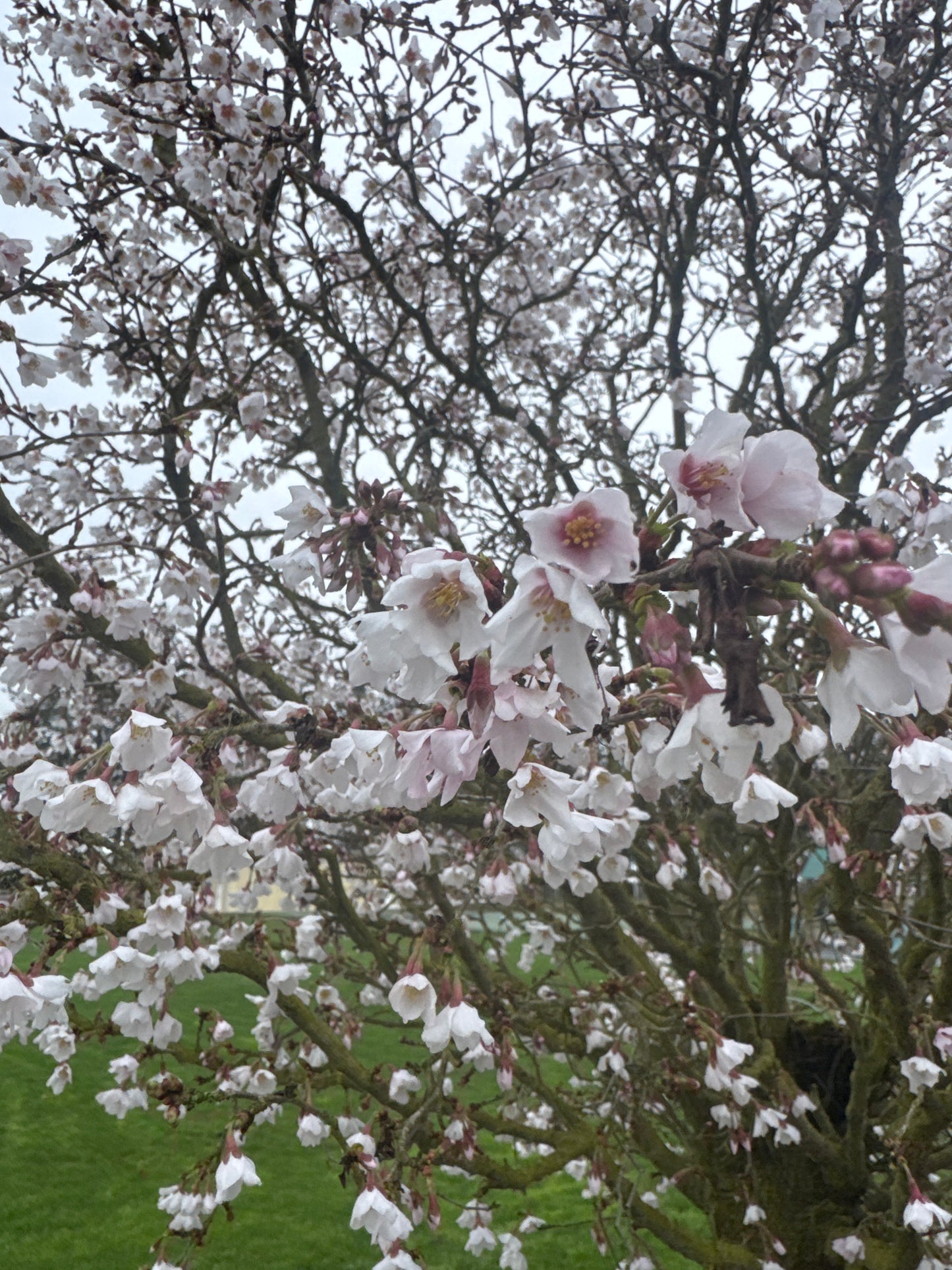 Little Twist® Flowering Cherry