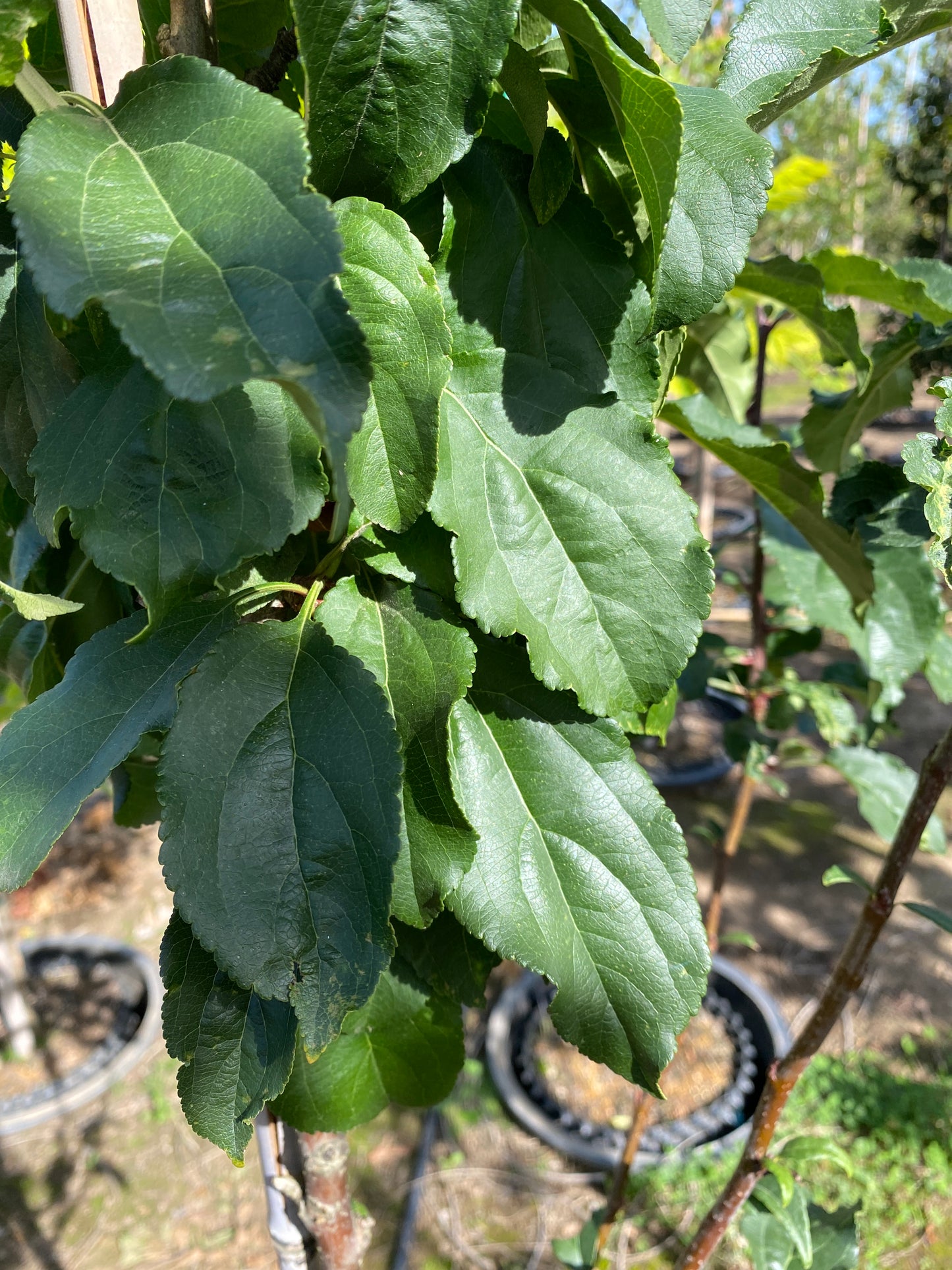Marilee® Crabapple sproutfree™