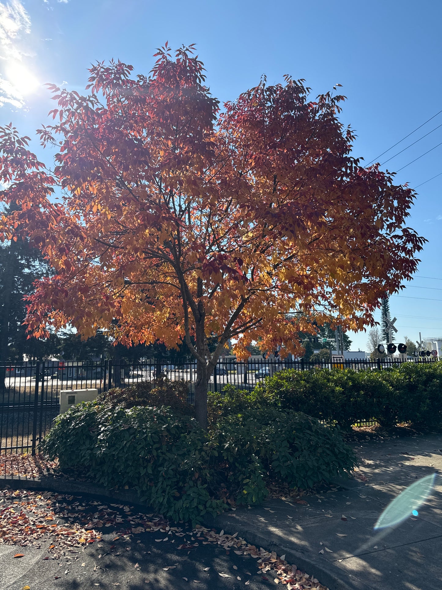 Autumn Purple Ash