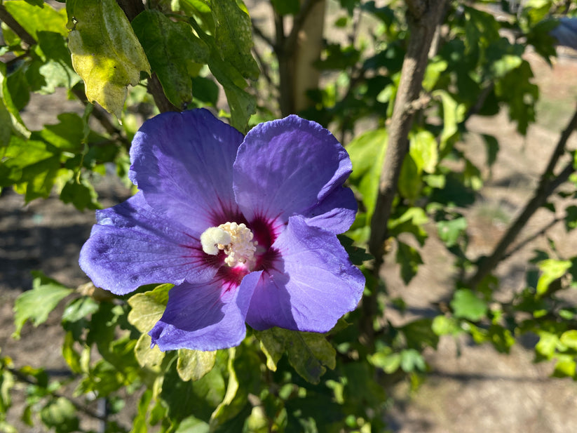 Azurri Blue Satin® Rose of Sharon Tree Form - Hibiscus syriacus ...