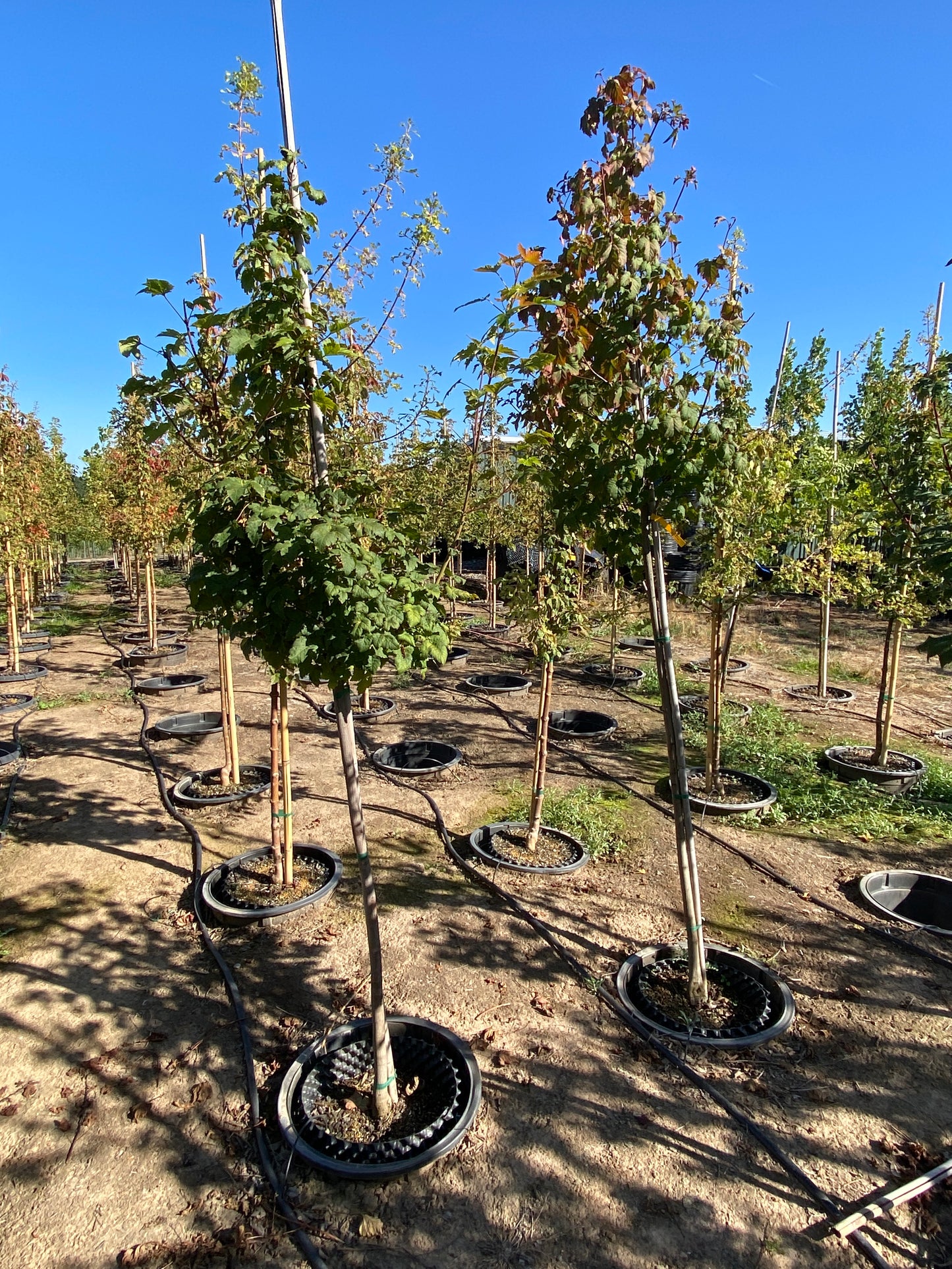 Rocky Mountain Maple