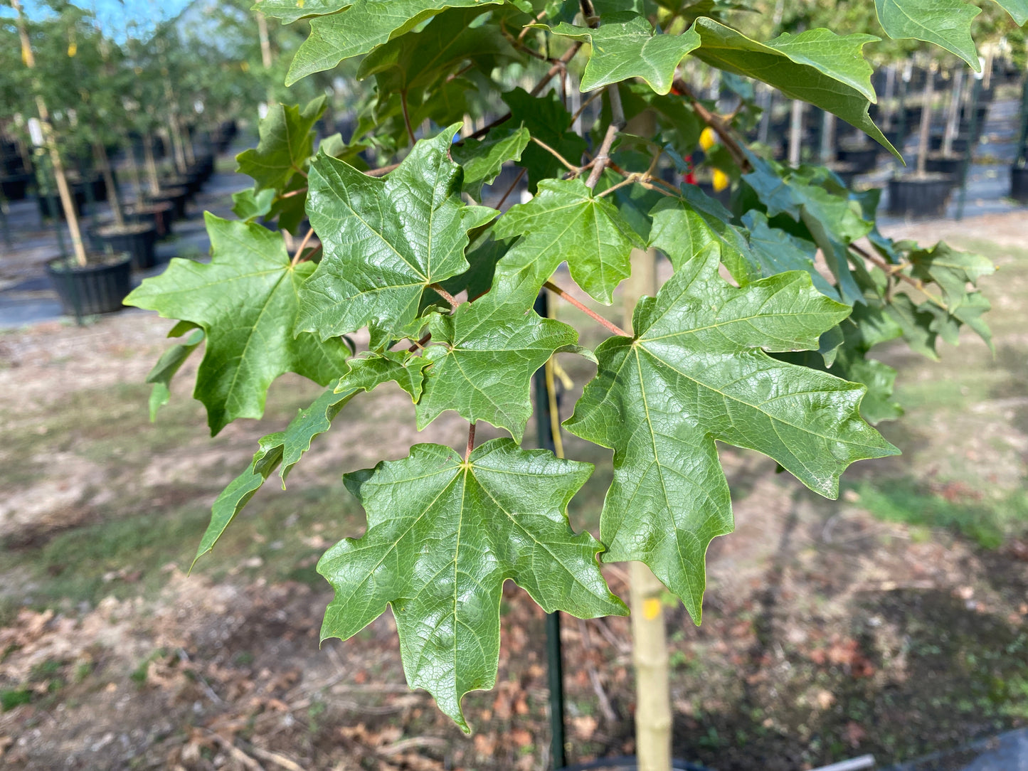 Mesa Glow Maple